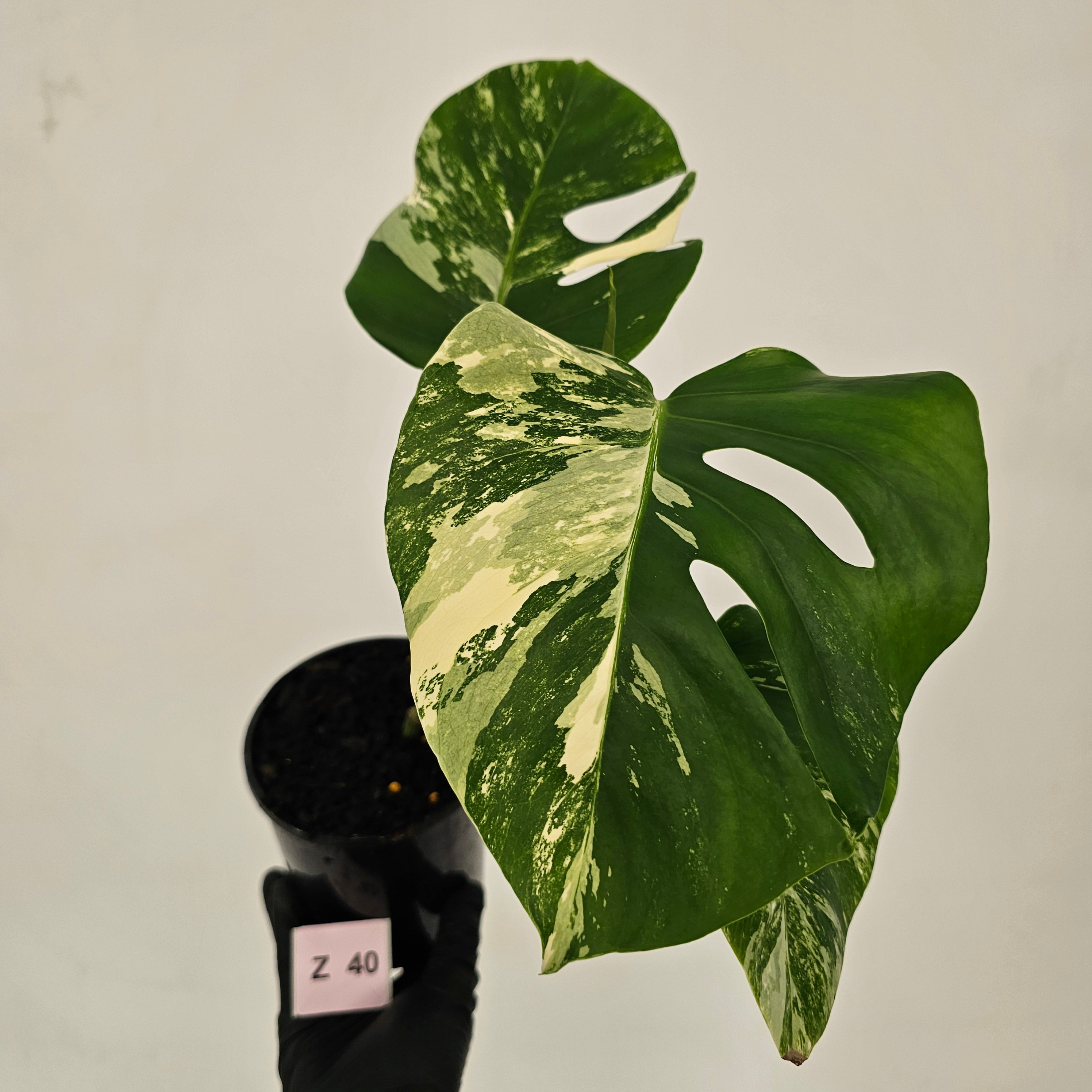 Monstera borsigiana &#39;Albo&#39;