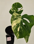 Monstera borsigiana 'Albo'