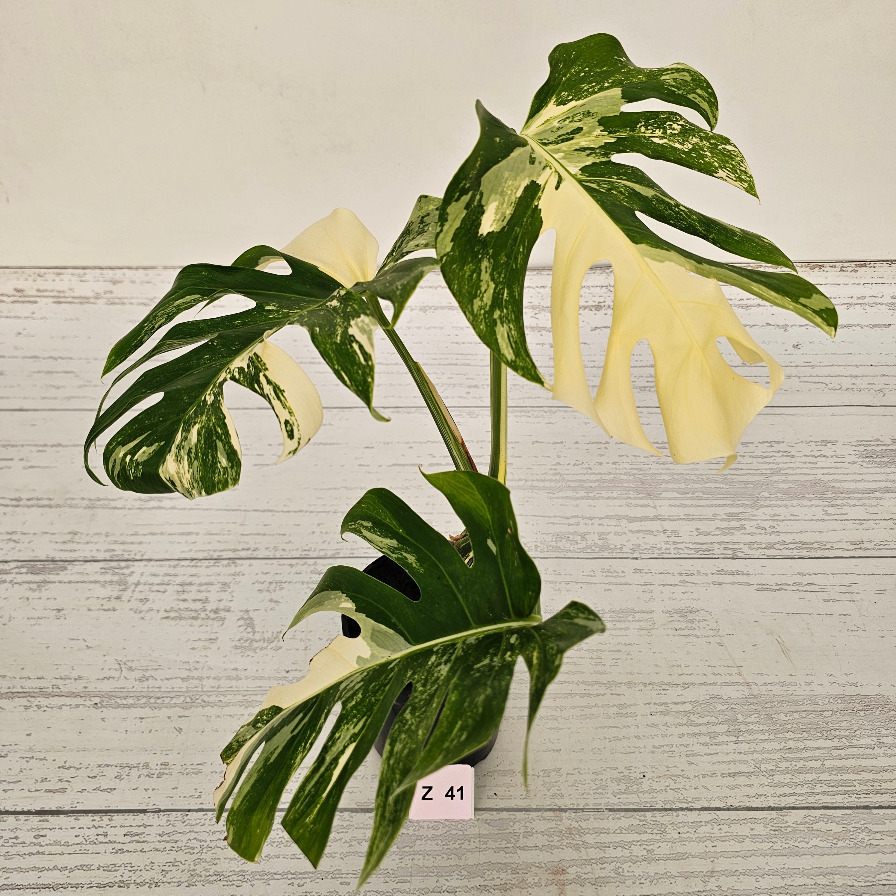 Monstera borsigiana &#39;Albo&#39;