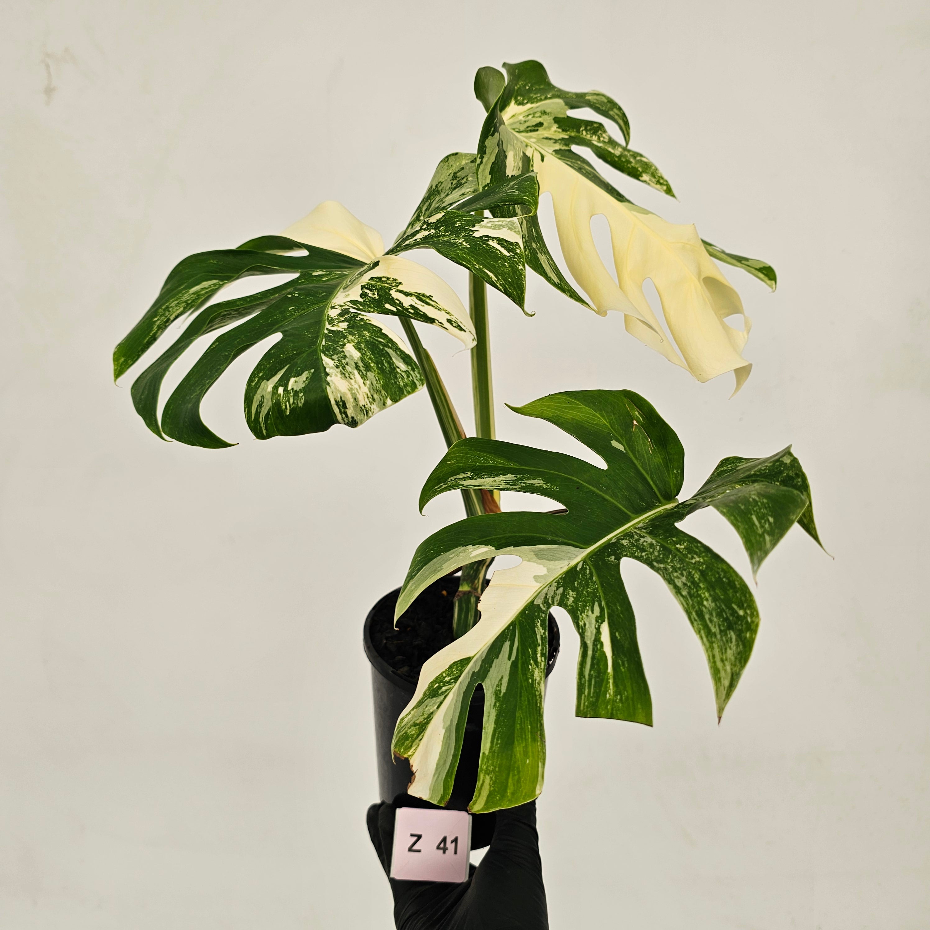 Monstera borsigiana &#39;Albo&#39;