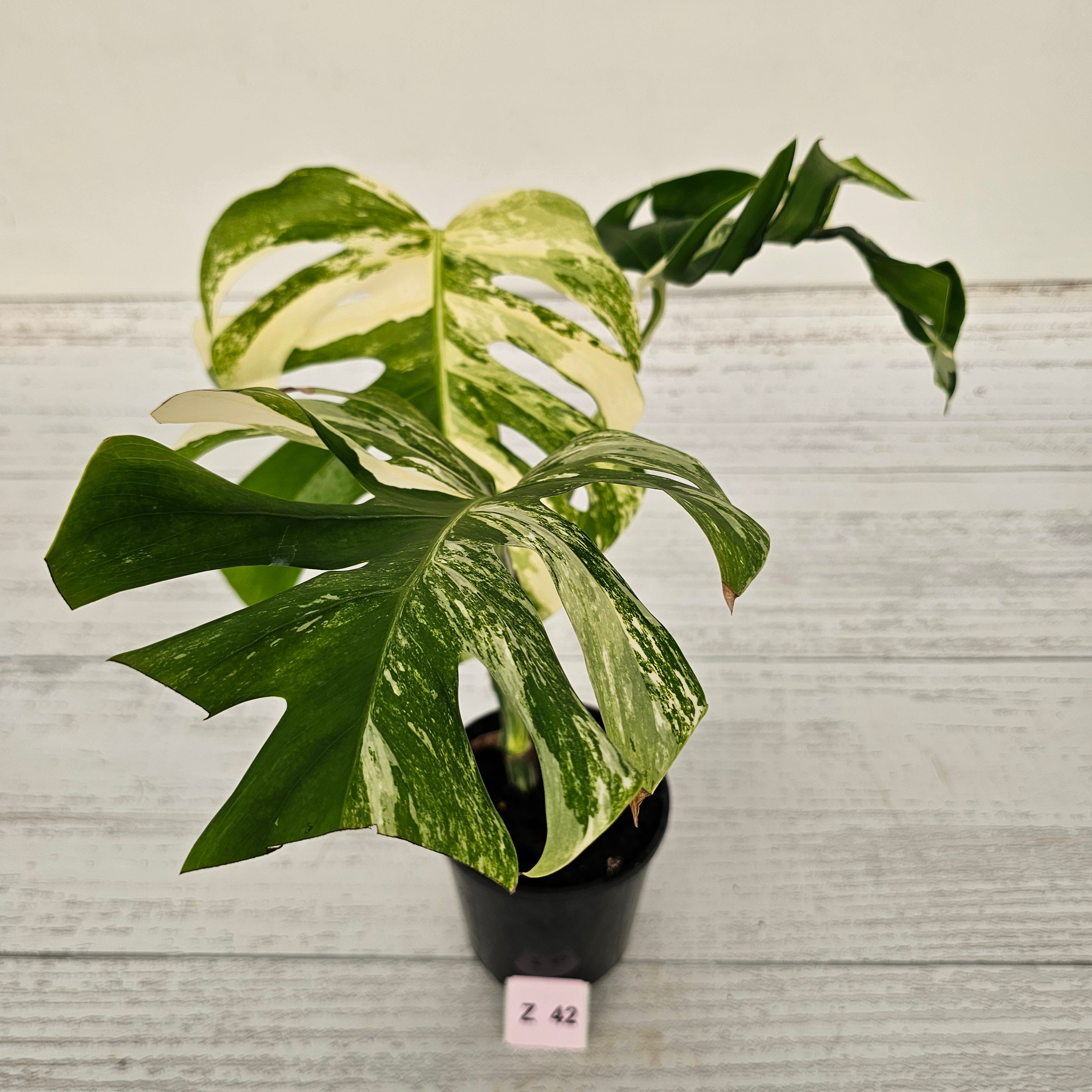 Monstera borsigiana &#39;Albo&#39;