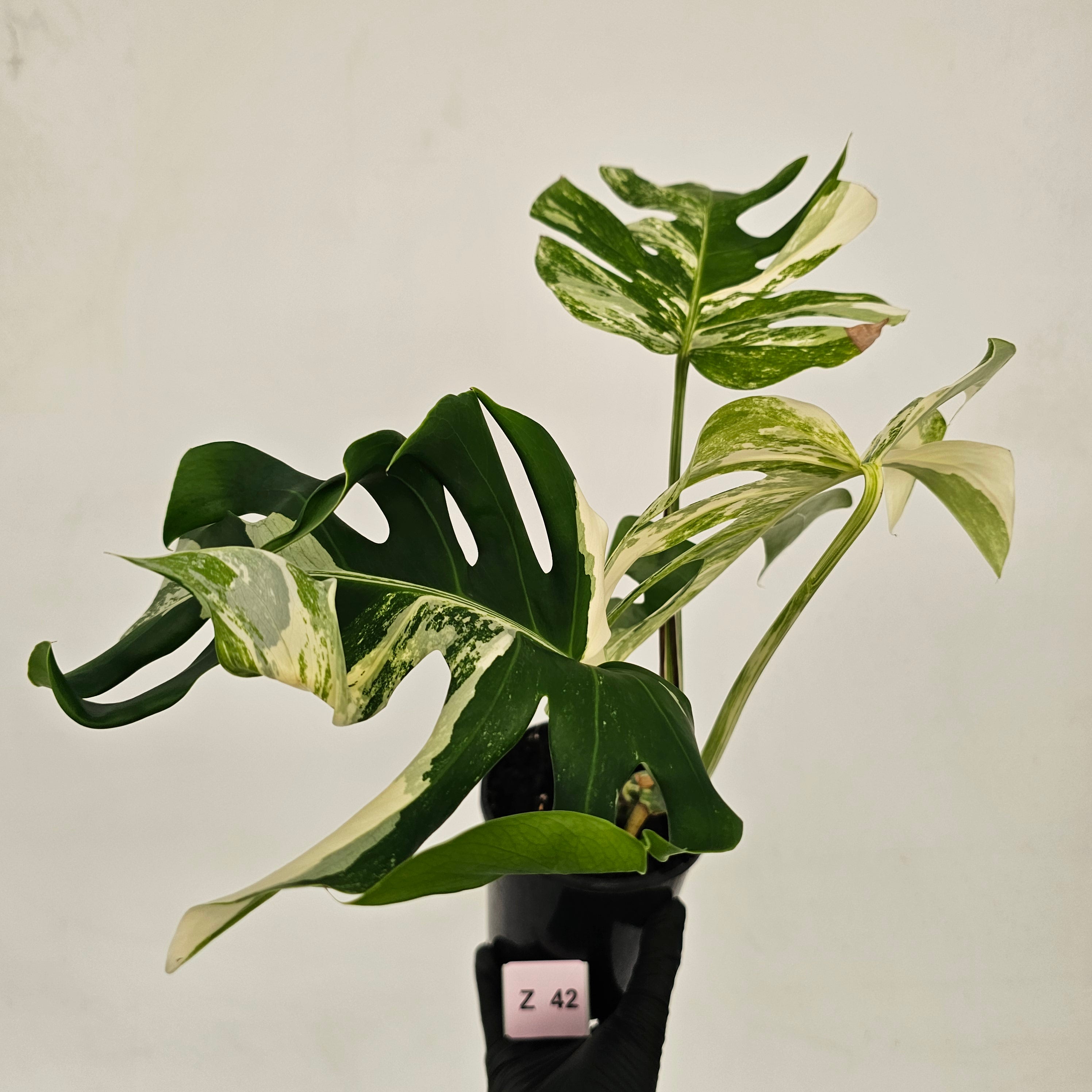 Monstera borsigiana &#39;Albo&#39;