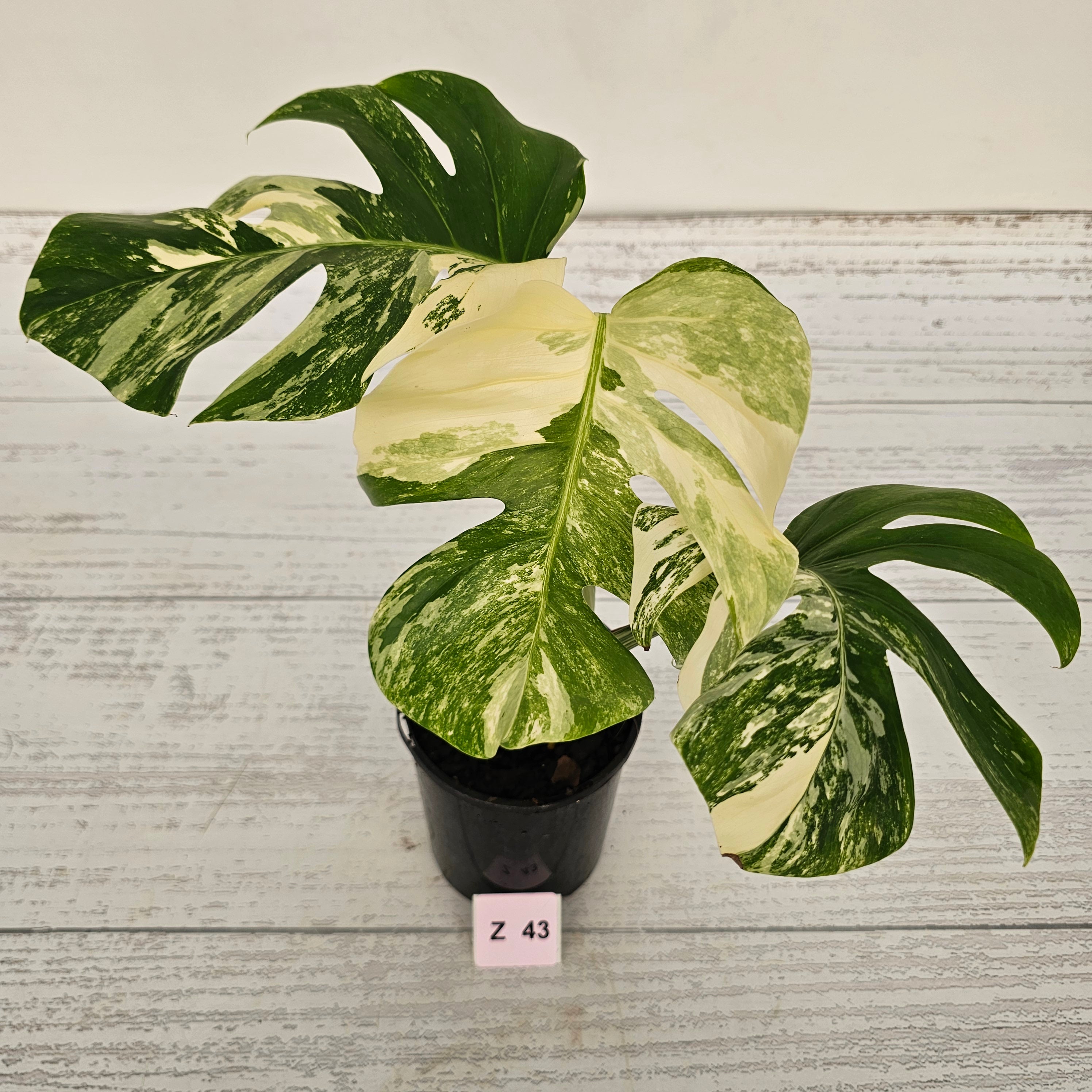 Monstera borsigiana &#39;Albo&#39;