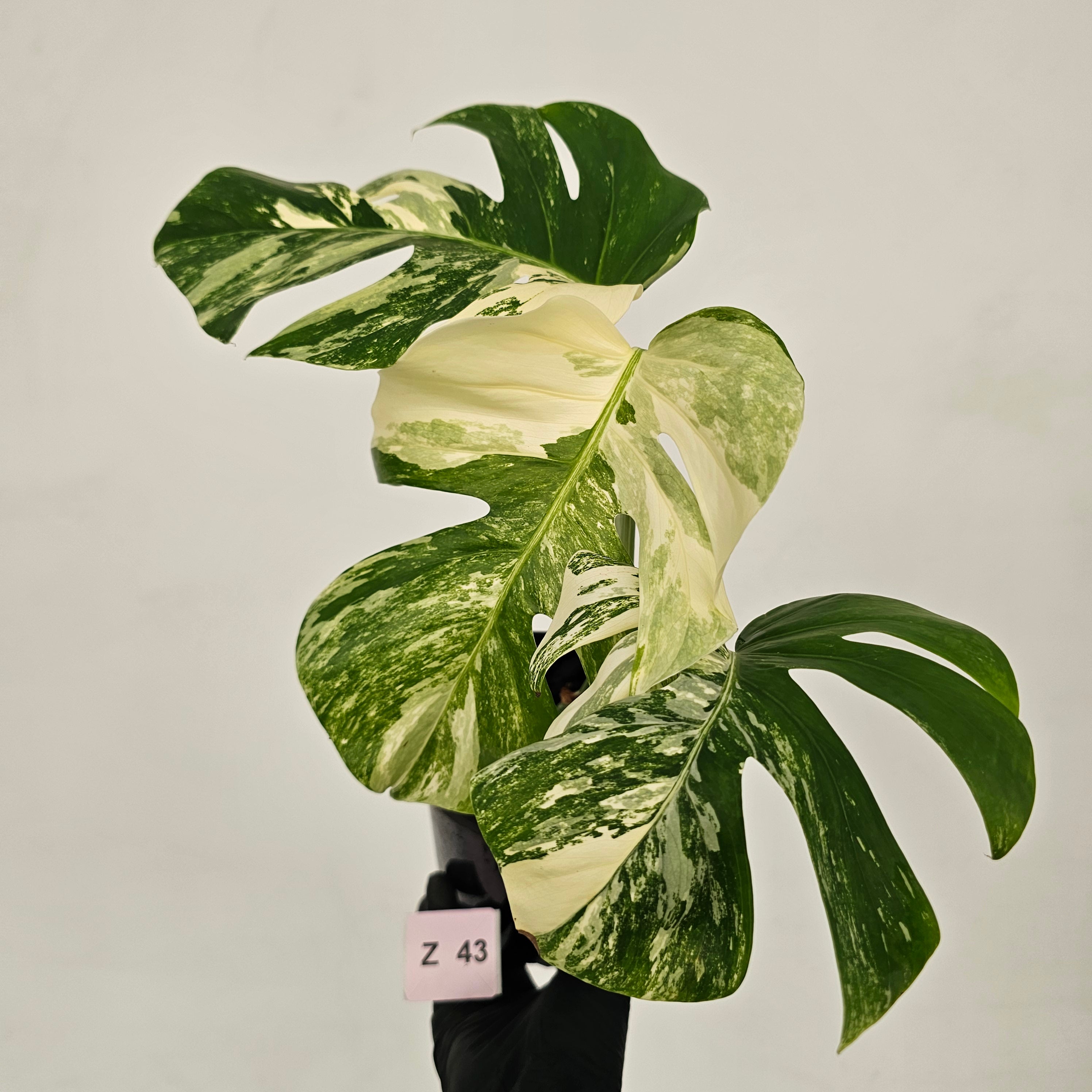 Monstera borsigiana &#39;Albo&#39;