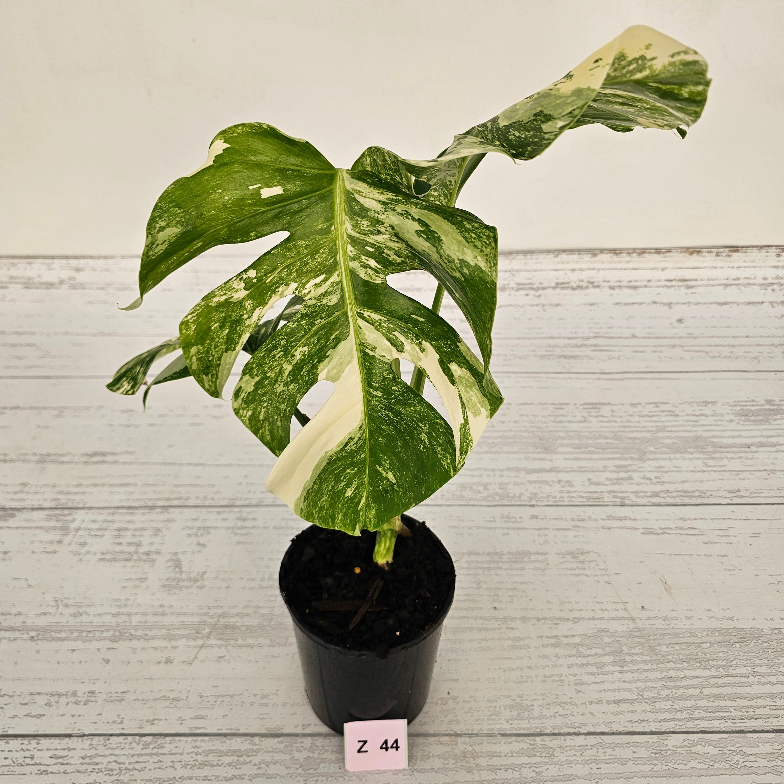 Monstera borsigiana &#39;Albo&#39;