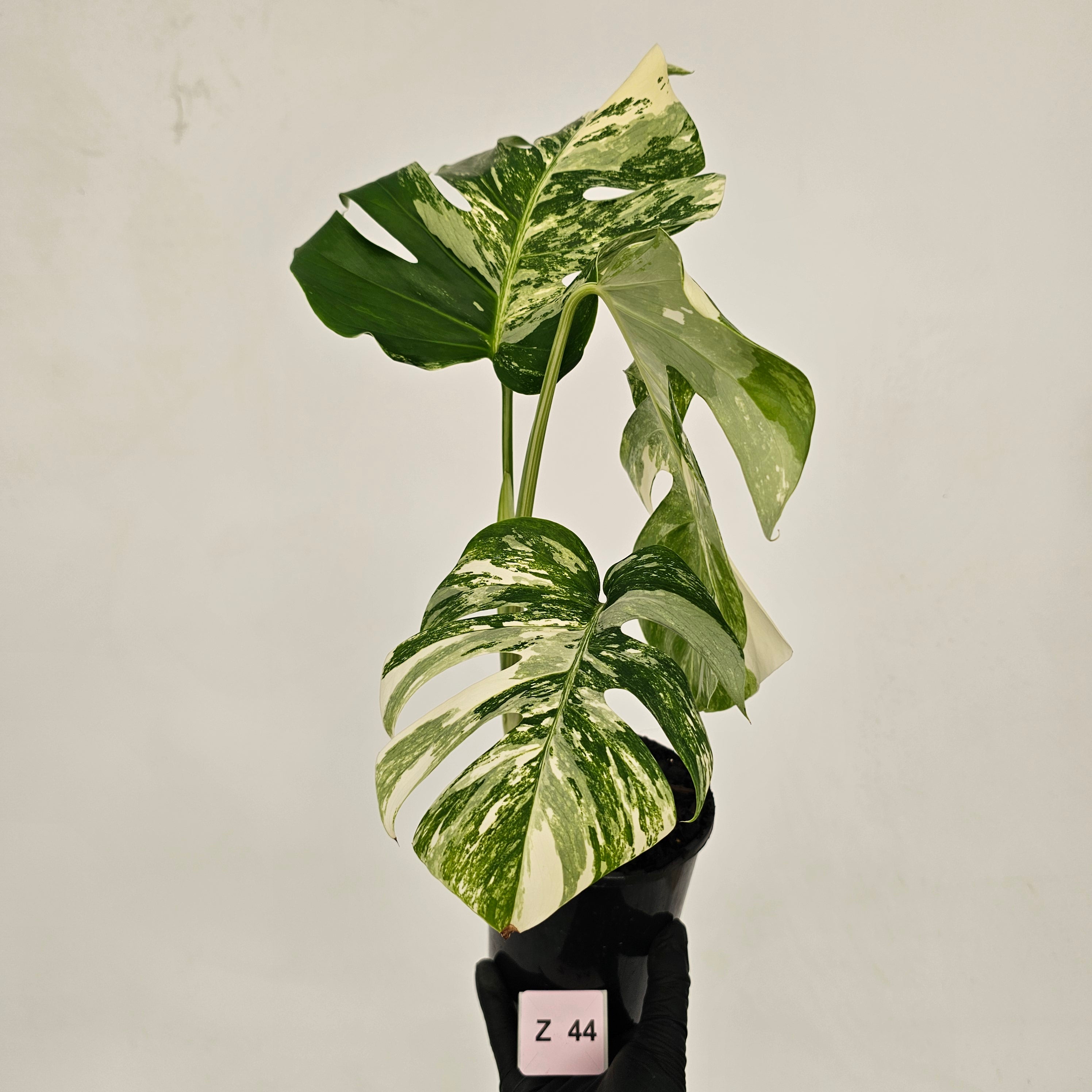 Monstera borsigiana &#39;Albo&#39;