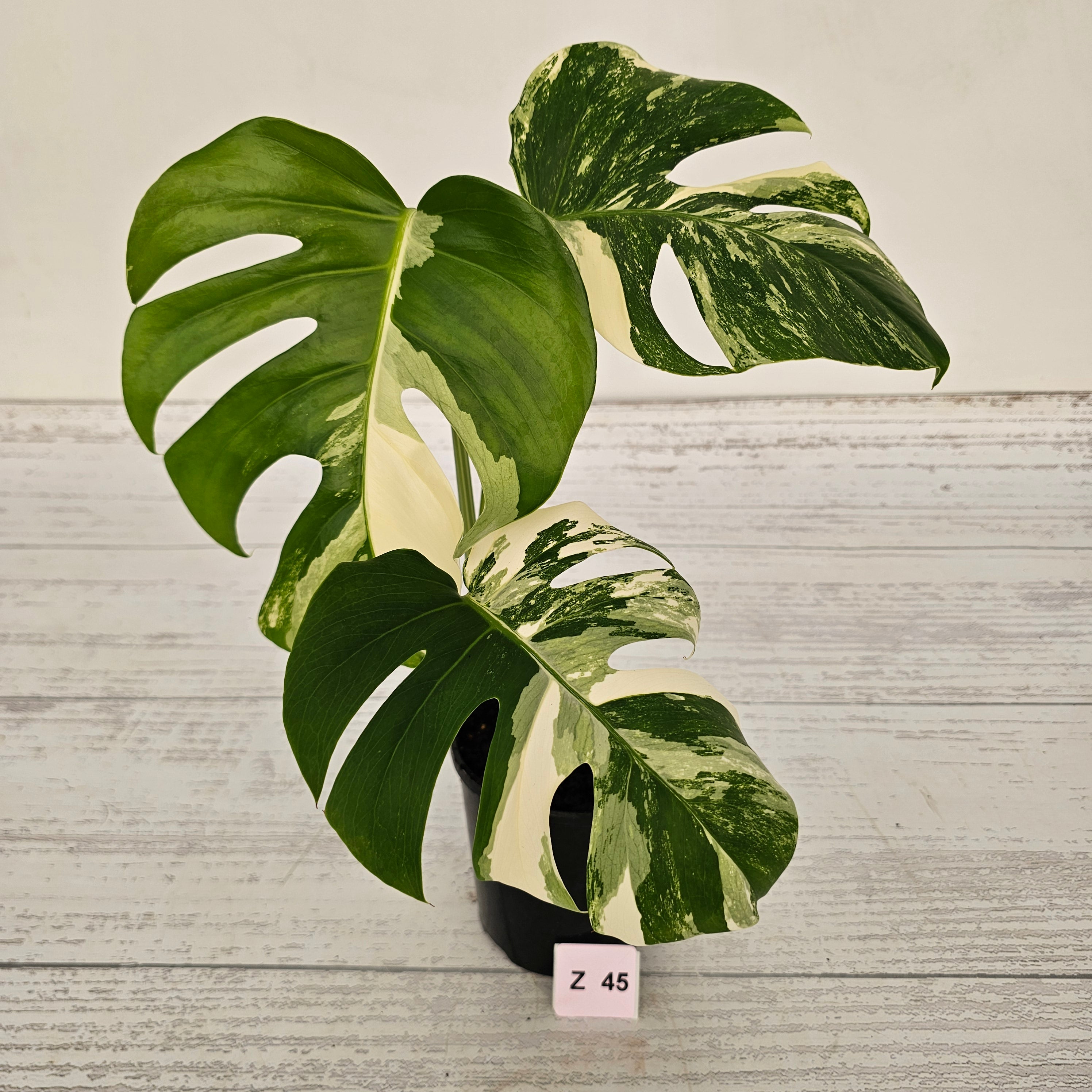 Monstera borsigiana &#39;Albo&#39;