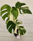 Monstera borsigiana 'Albo'