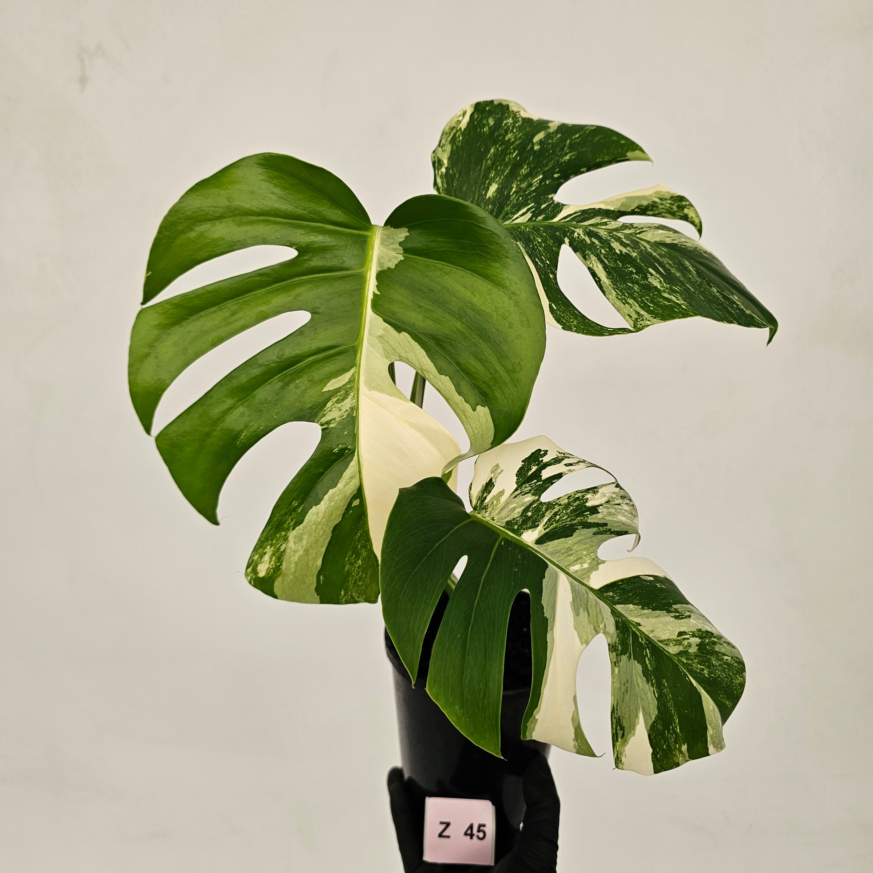 Monstera borsigiana &#39;Albo&#39;
