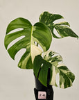 Monstera borsigiana 'Albo'