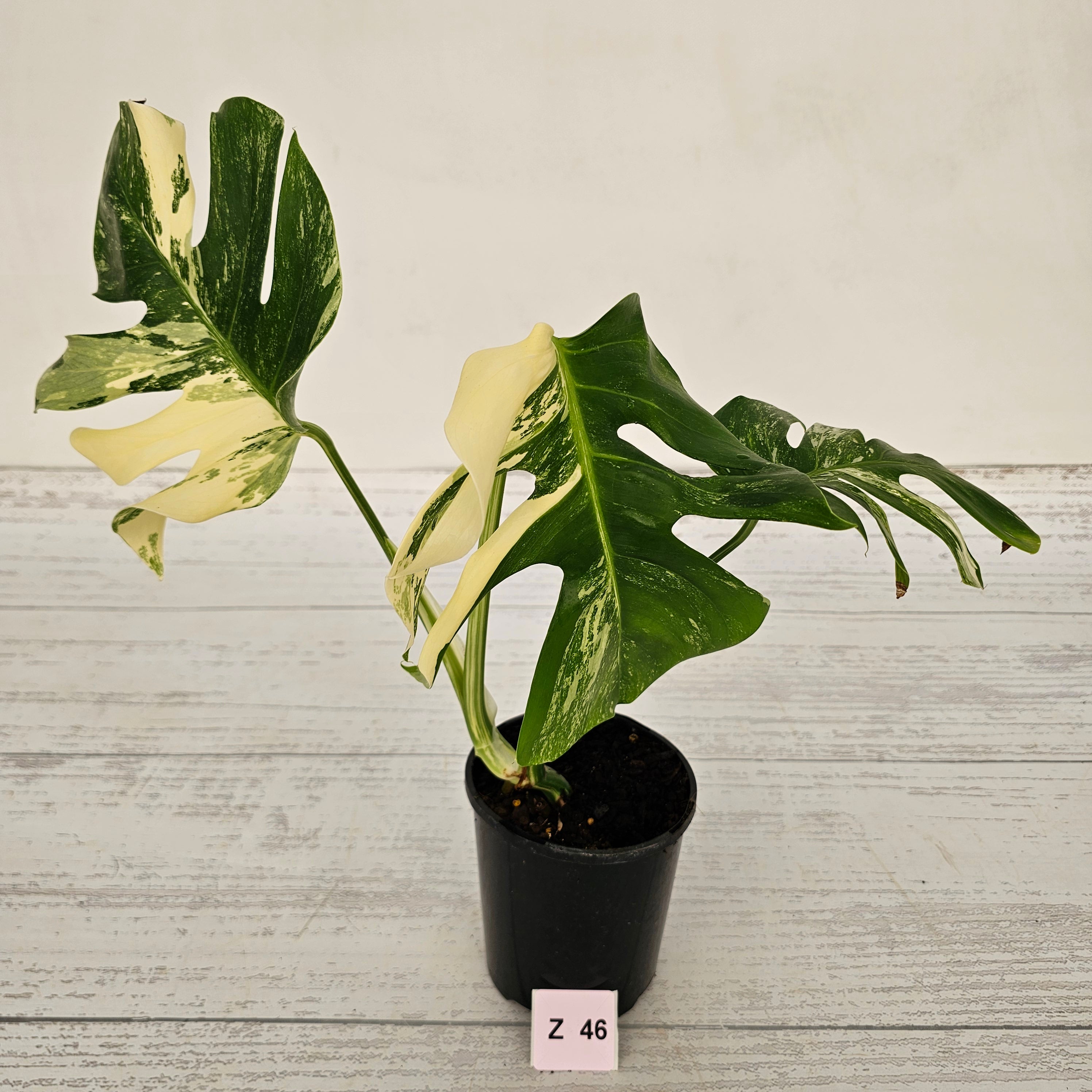 Monstera borsigiana &#39;Albo&#39;