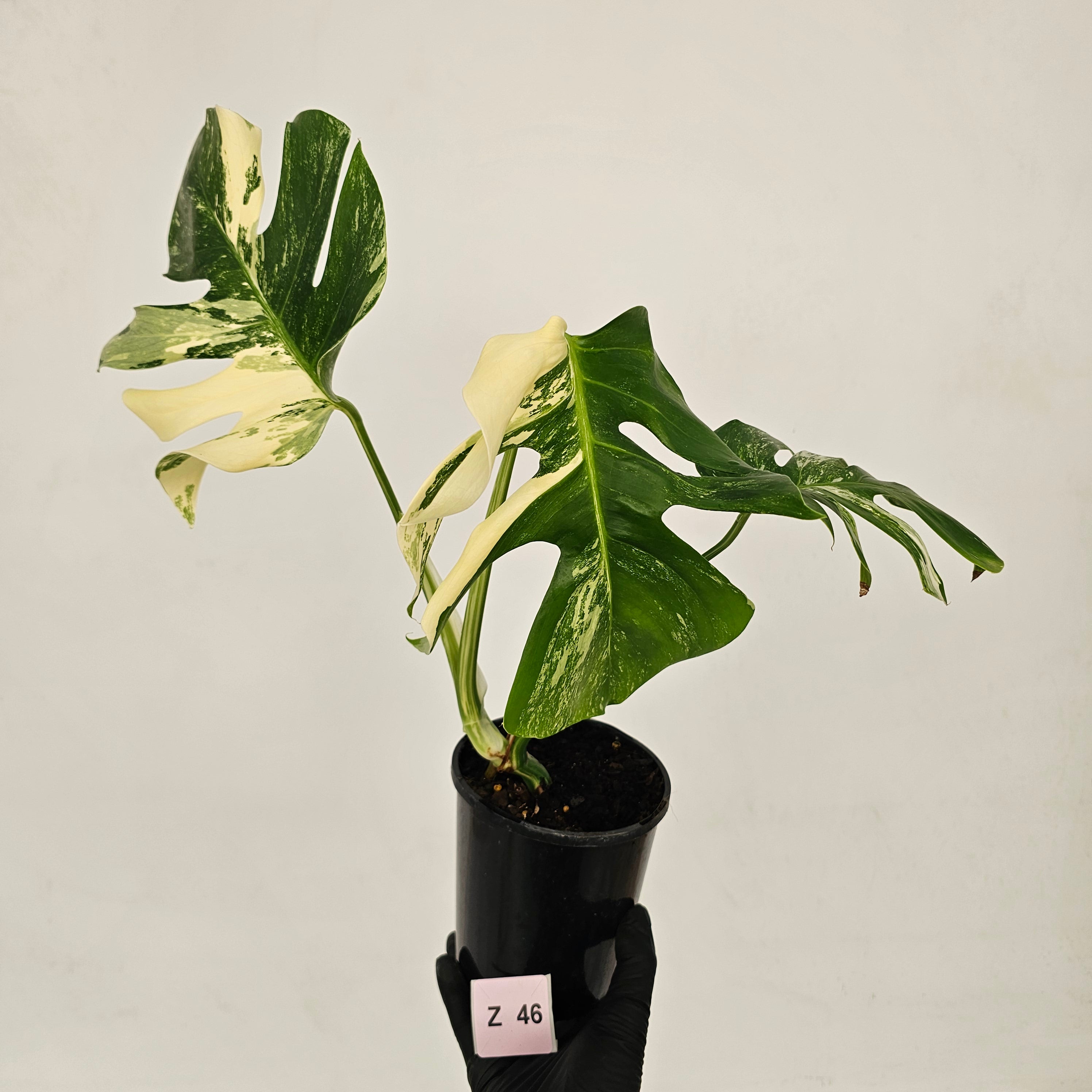 Monstera borsigiana &#39;Albo&#39;