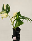 Monstera borsigiana 'Albo'