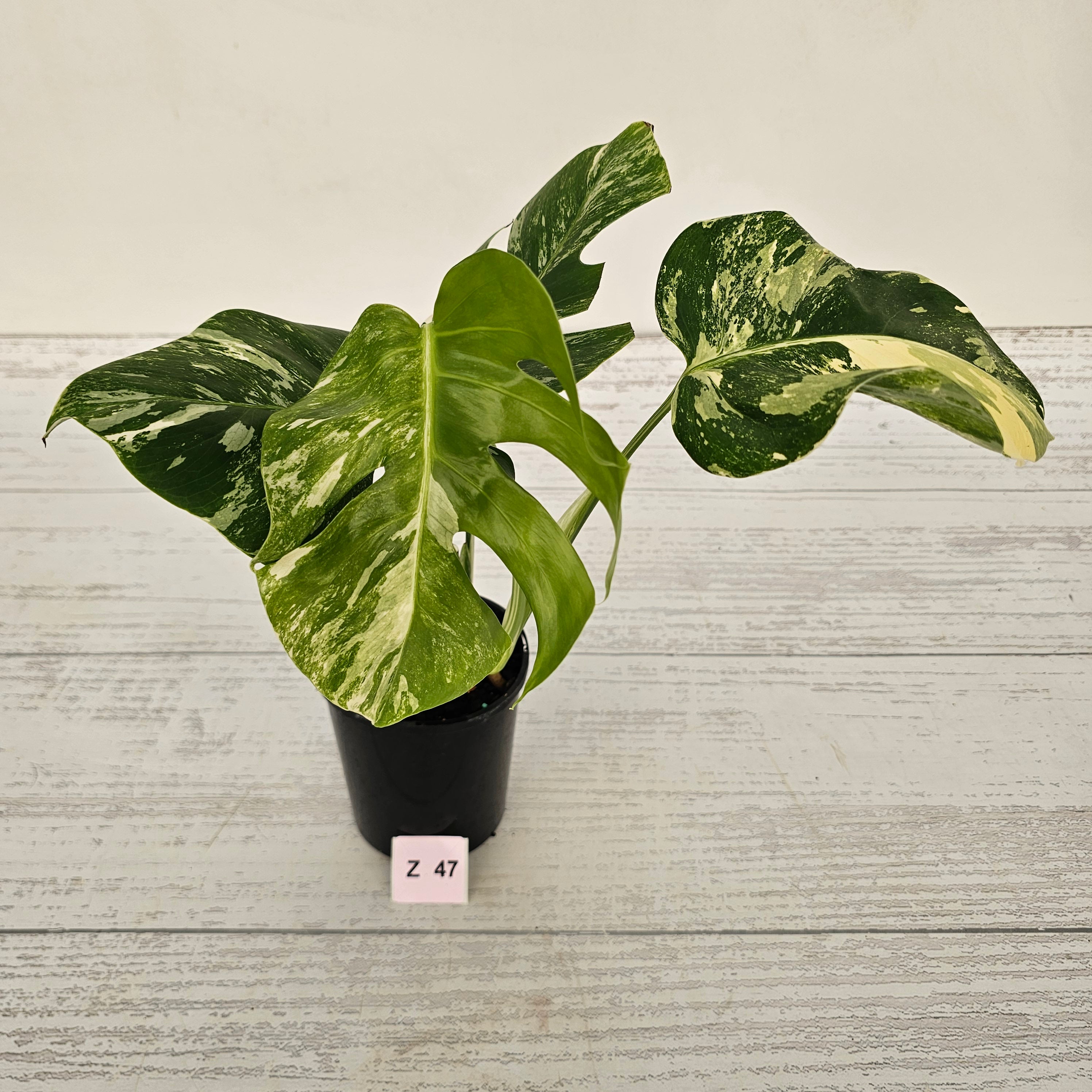 Monstera borsigiana &#39;Albo&#39;