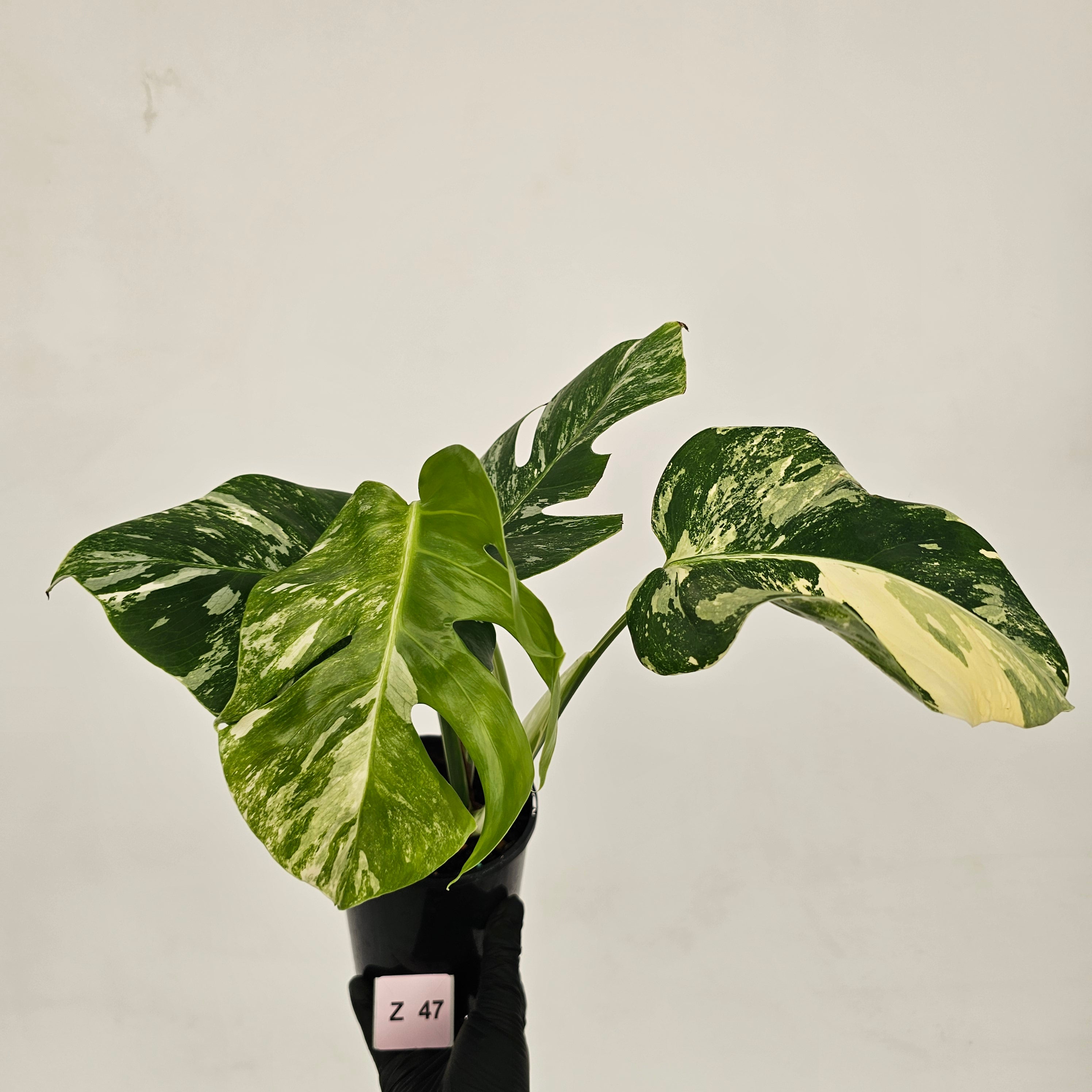 Monstera borsigiana &#39;Albo&#39;