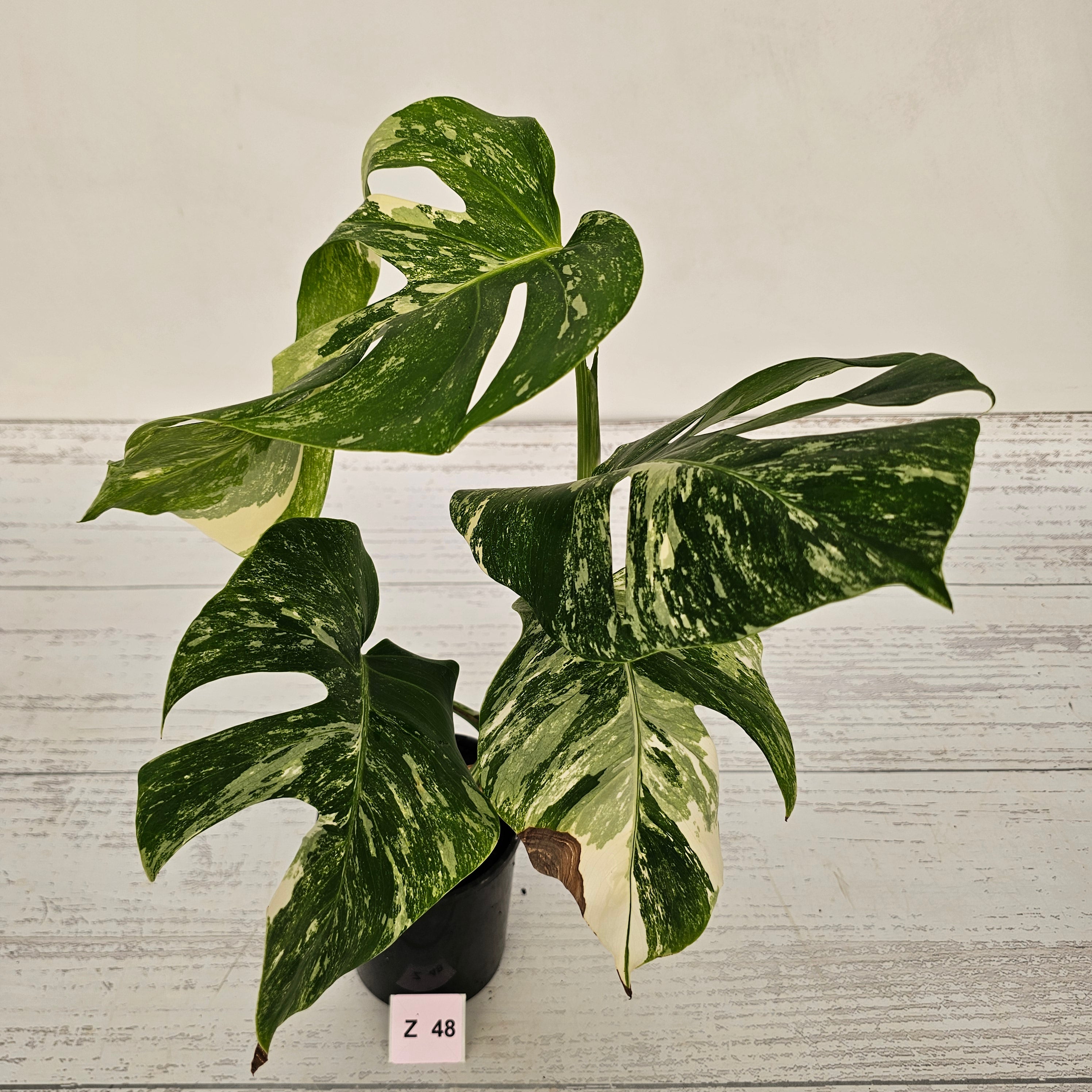 Monstera borsigiana &#39;Albo&#39;