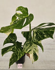 Monstera borsigiana 'Albo'