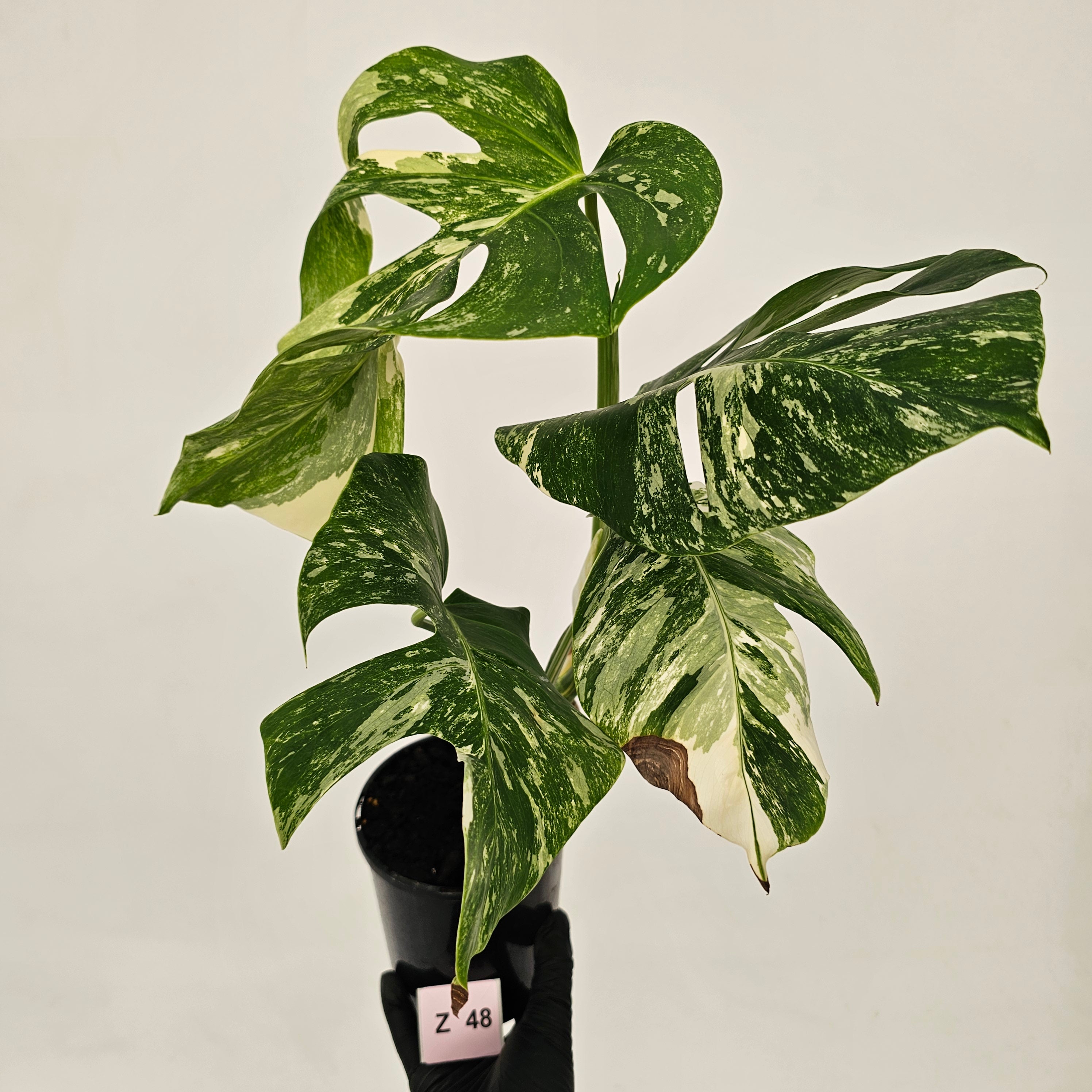 Monstera borsigiana &#39;Albo&#39;