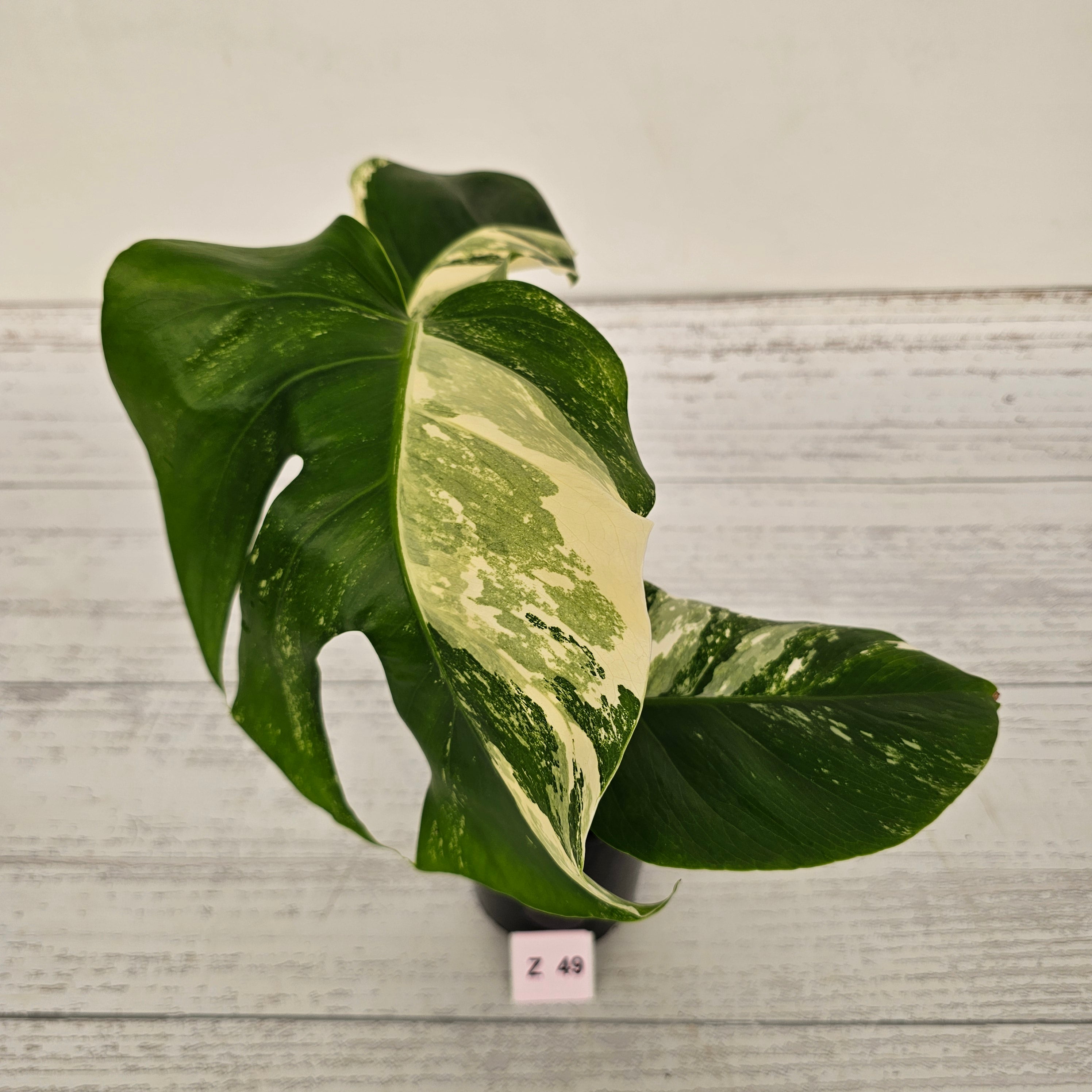 Monstera borsigiana &#39;Albo&#39;