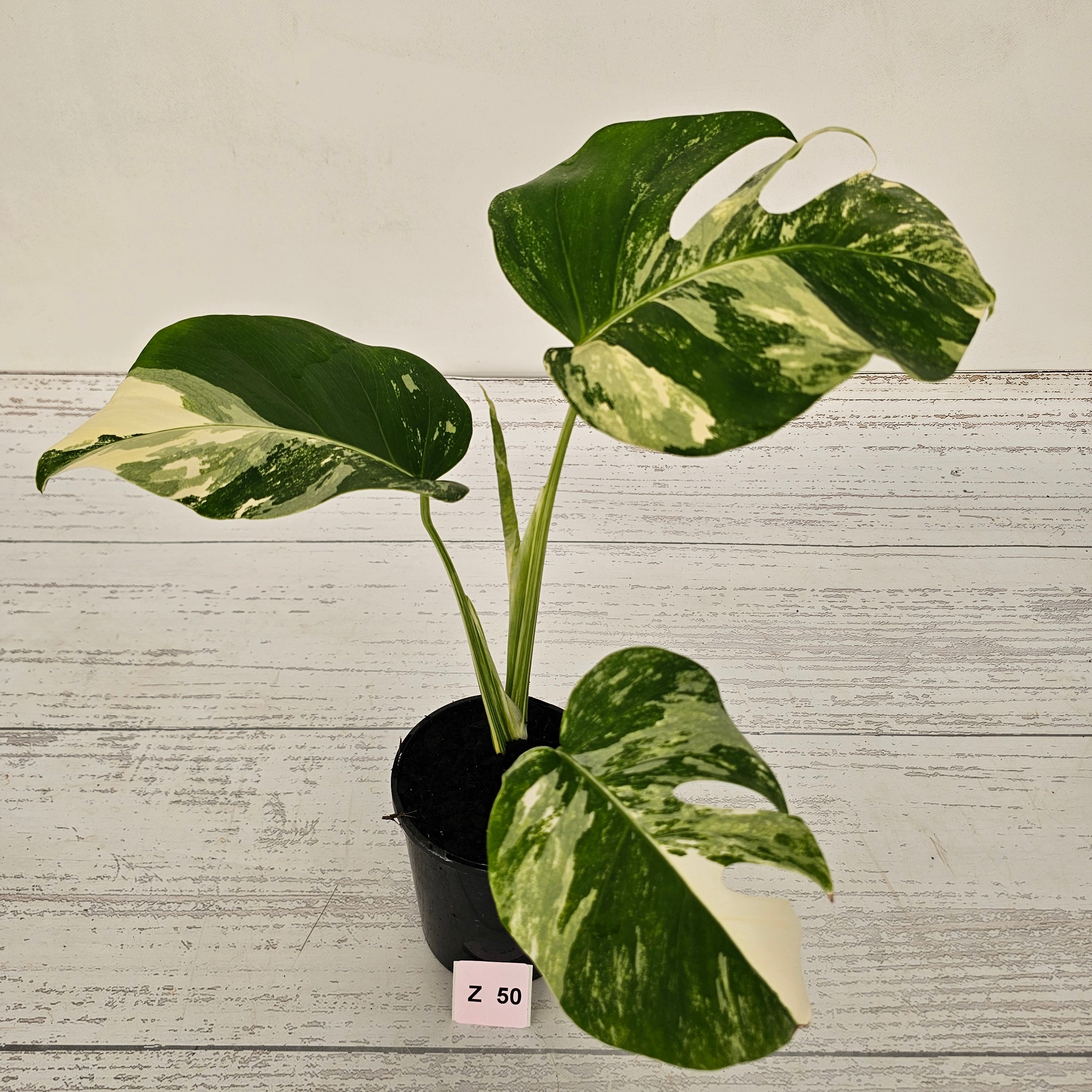 Monstera borsigiana &#39;Albo&#39;
