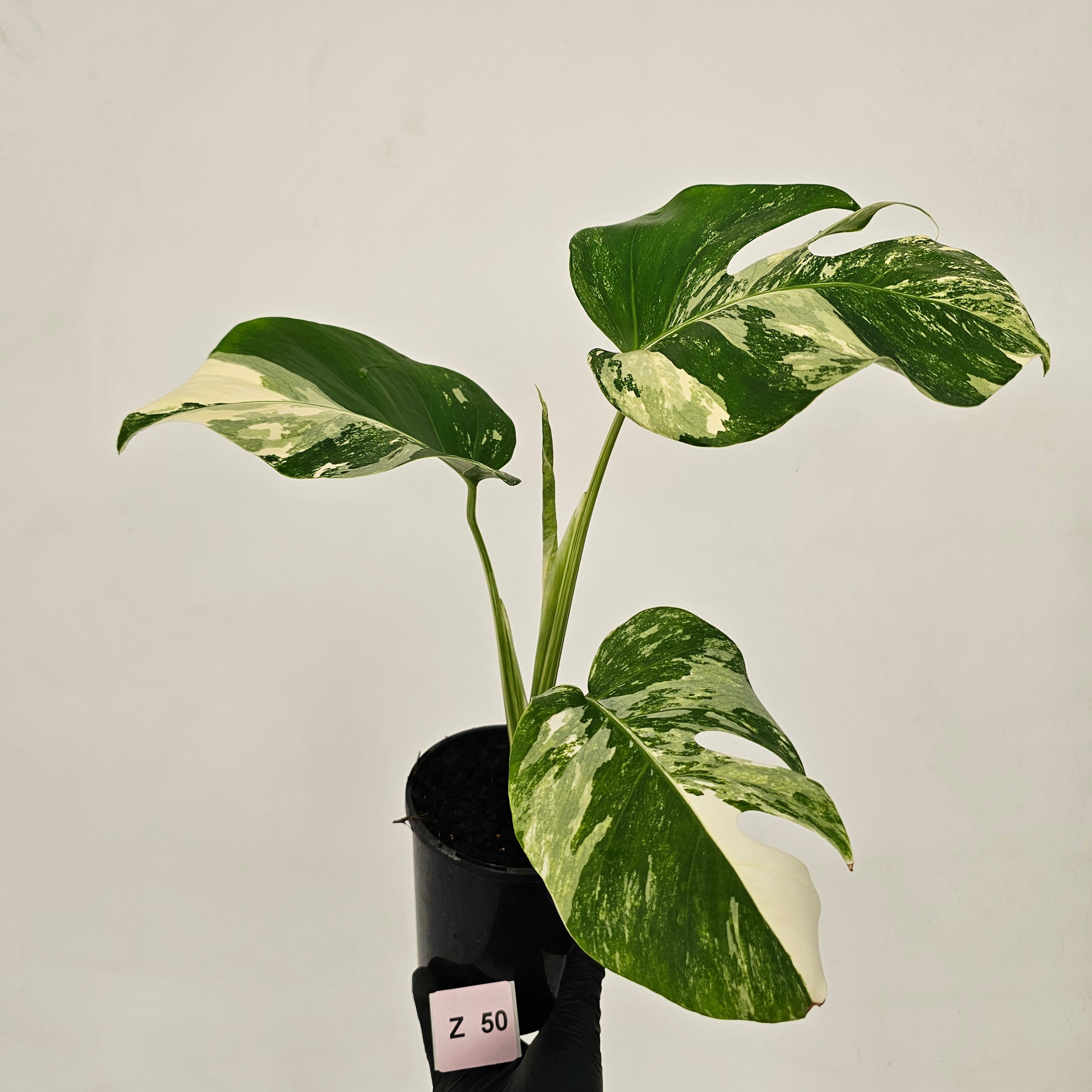 Monstera borsigiana &#39;Albo&#39;