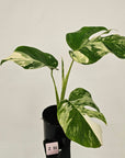 Monstera borsigiana 'Albo'