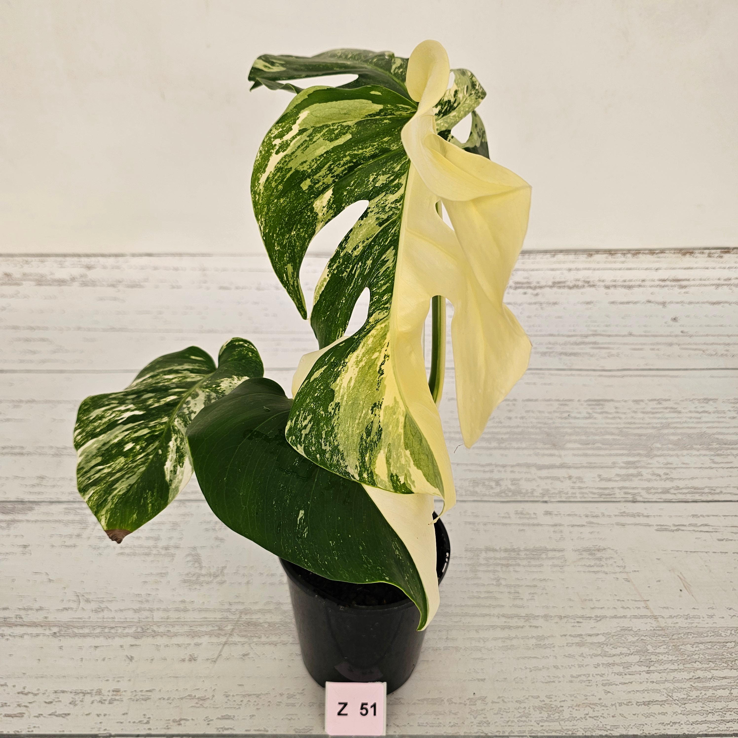 Monstera borsigiana &#39;Albo&#39;