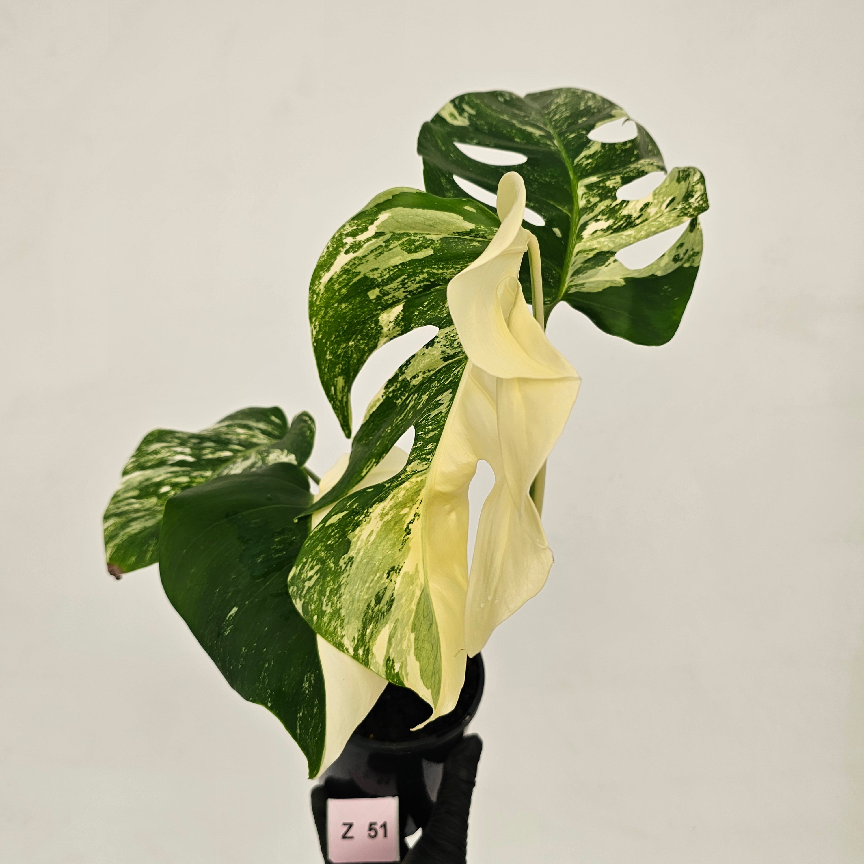 Monstera borsigiana &#39;Albo&#39;