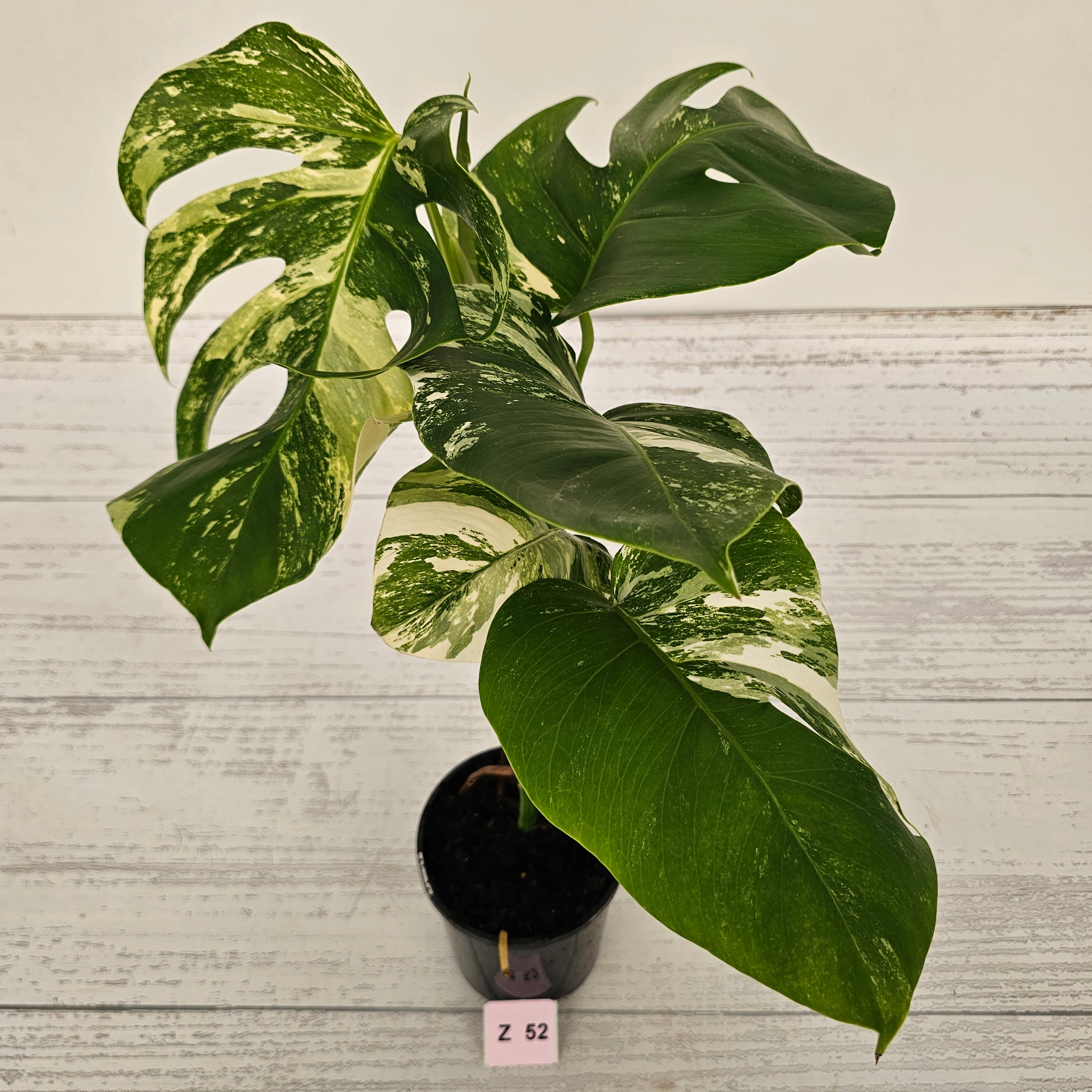 Monstera borsigiana &#39;Albo&#39;