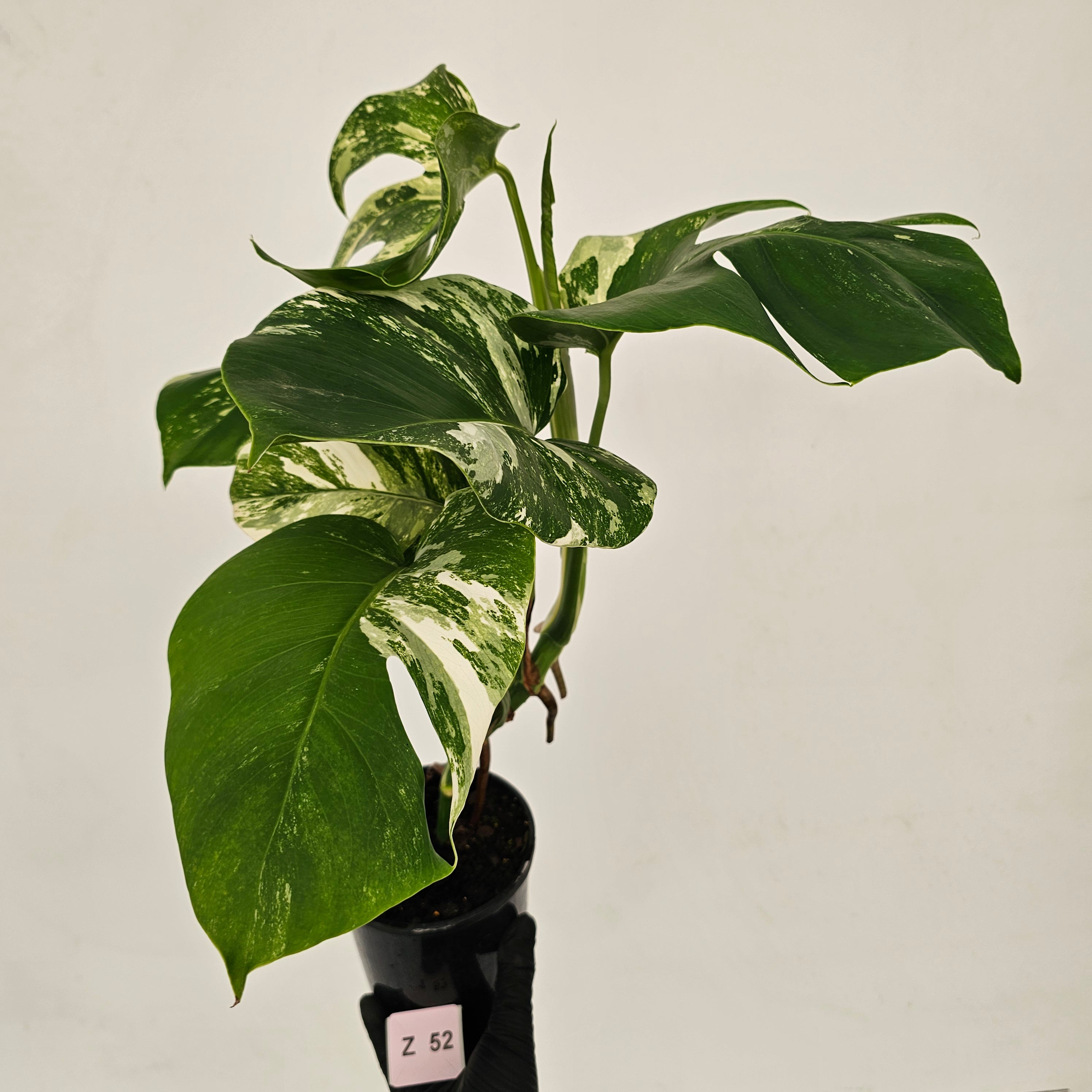 Monstera borsigiana &#39;Albo&#39;