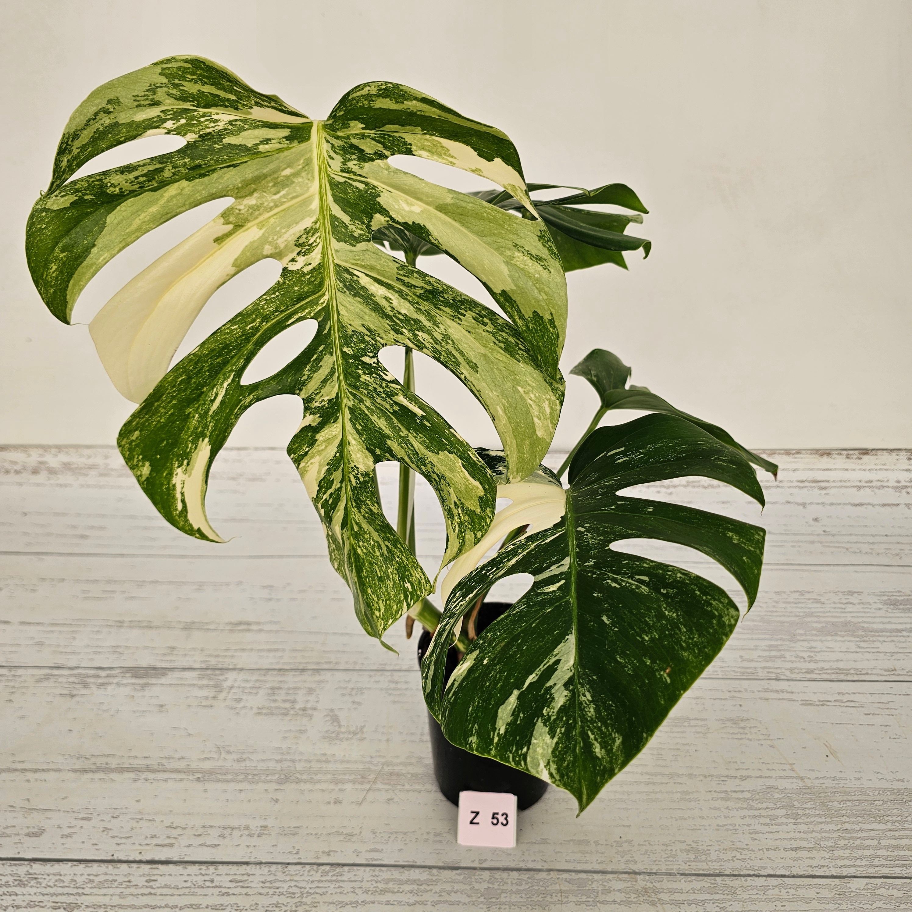 Monstera borsigiana &#39;Albo&#39;