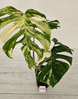 Monstera borsigiana 'Albo'