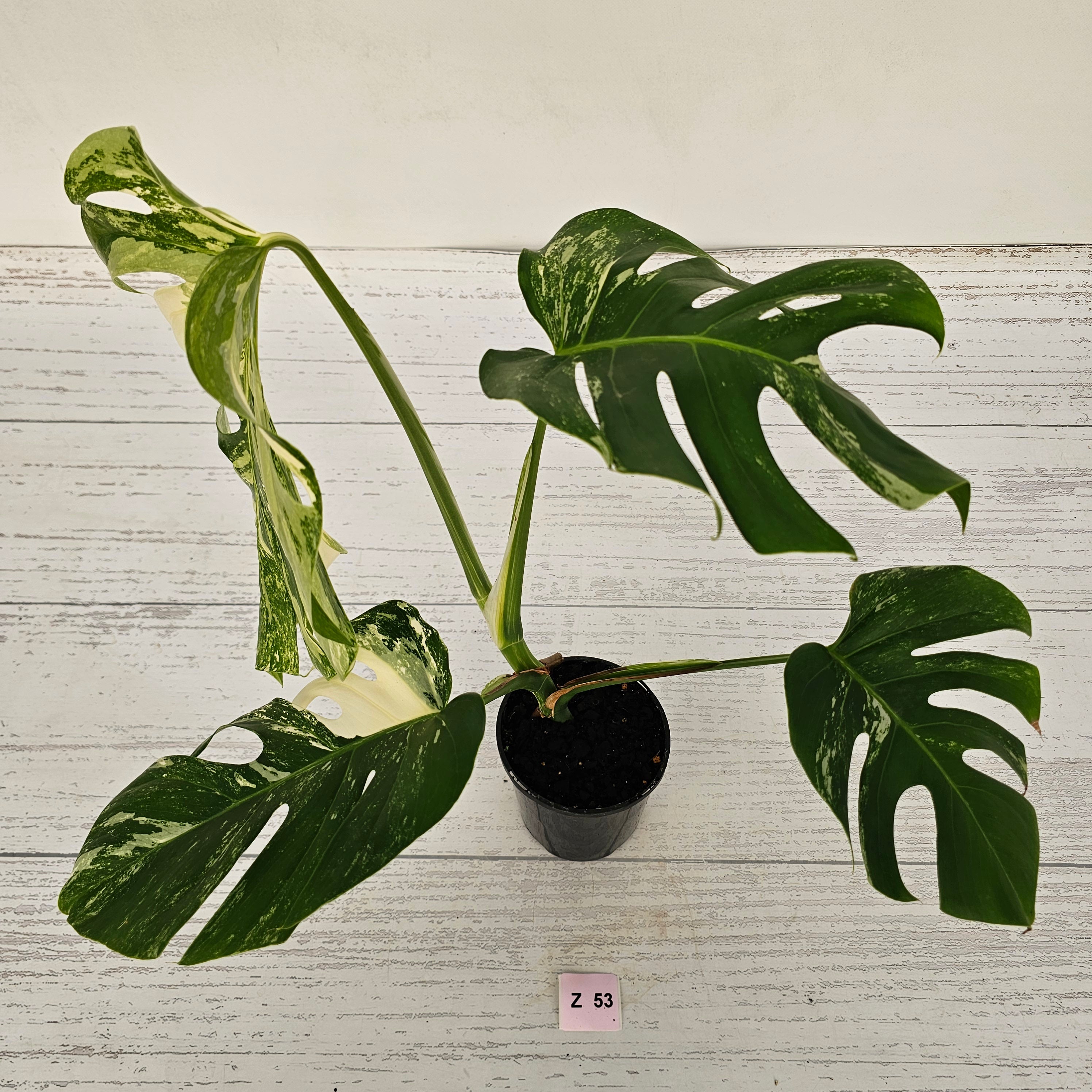 Monstera borsigiana &#39;Albo&#39;