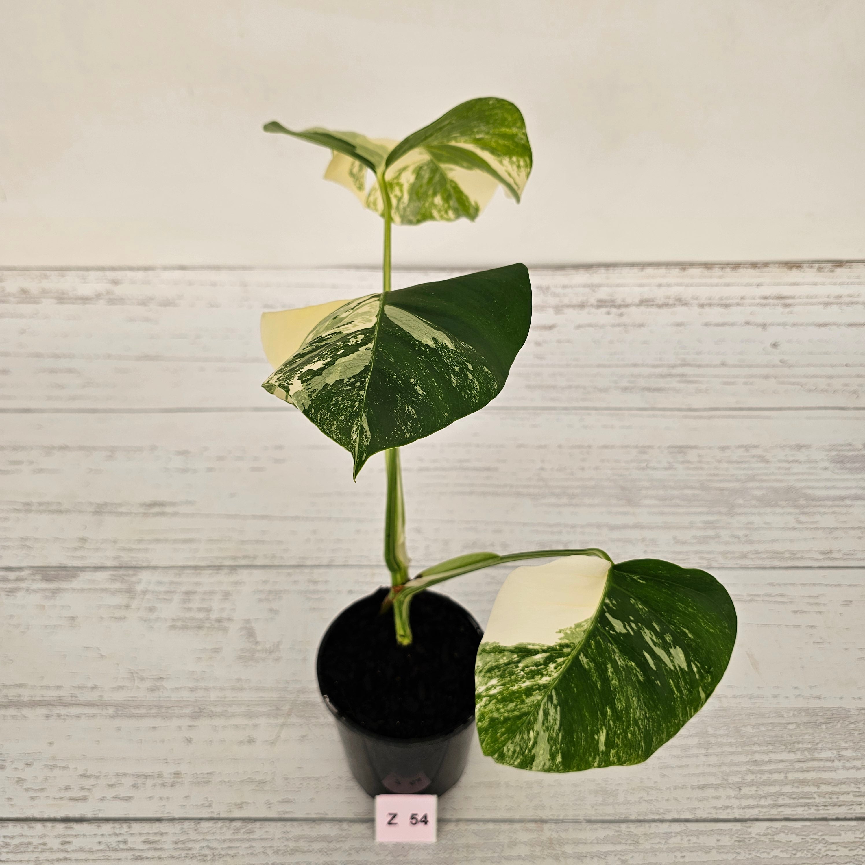 Monstera borsigiana &#39;Albo&#39;