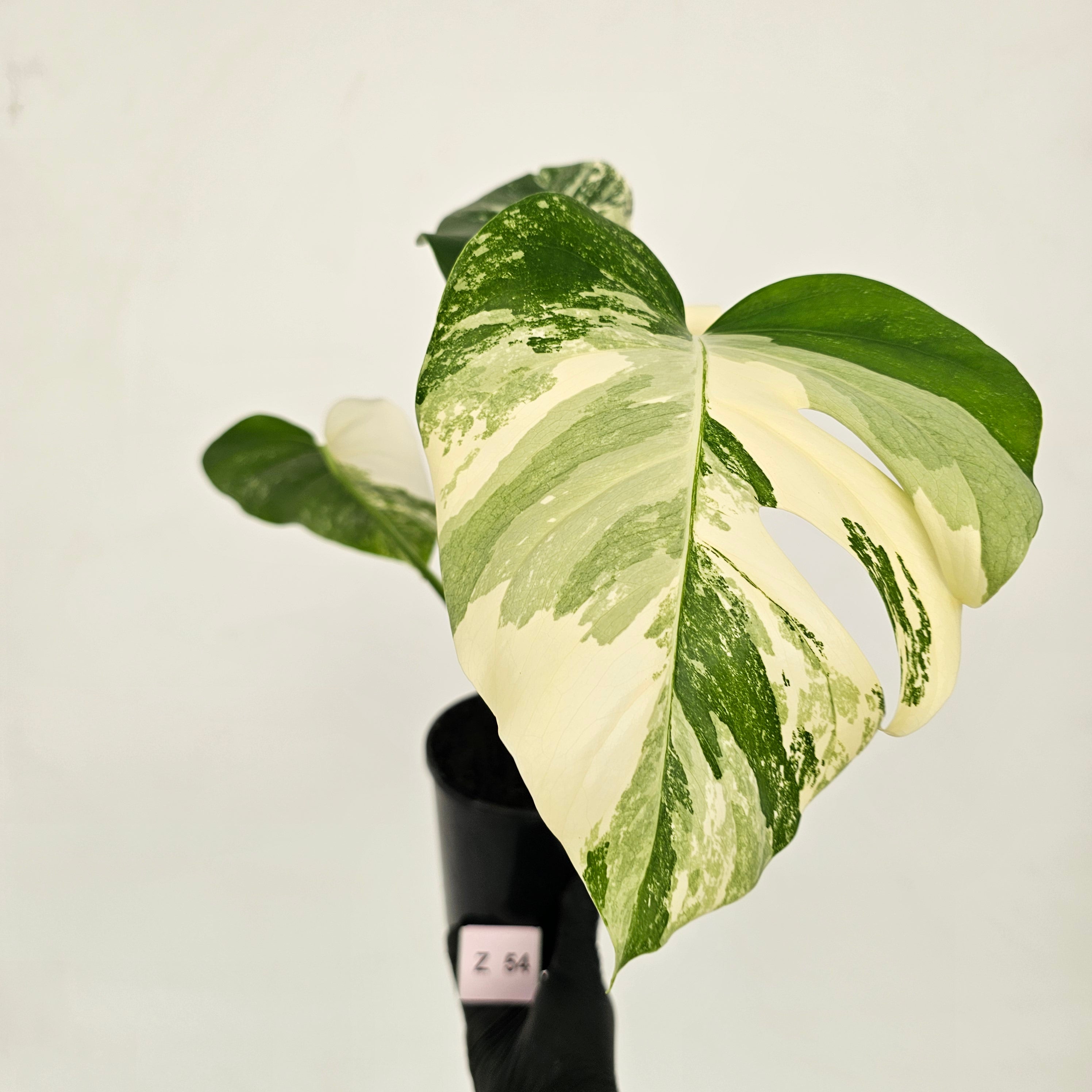 Monstera borsigiana &#39;Albo&#39;