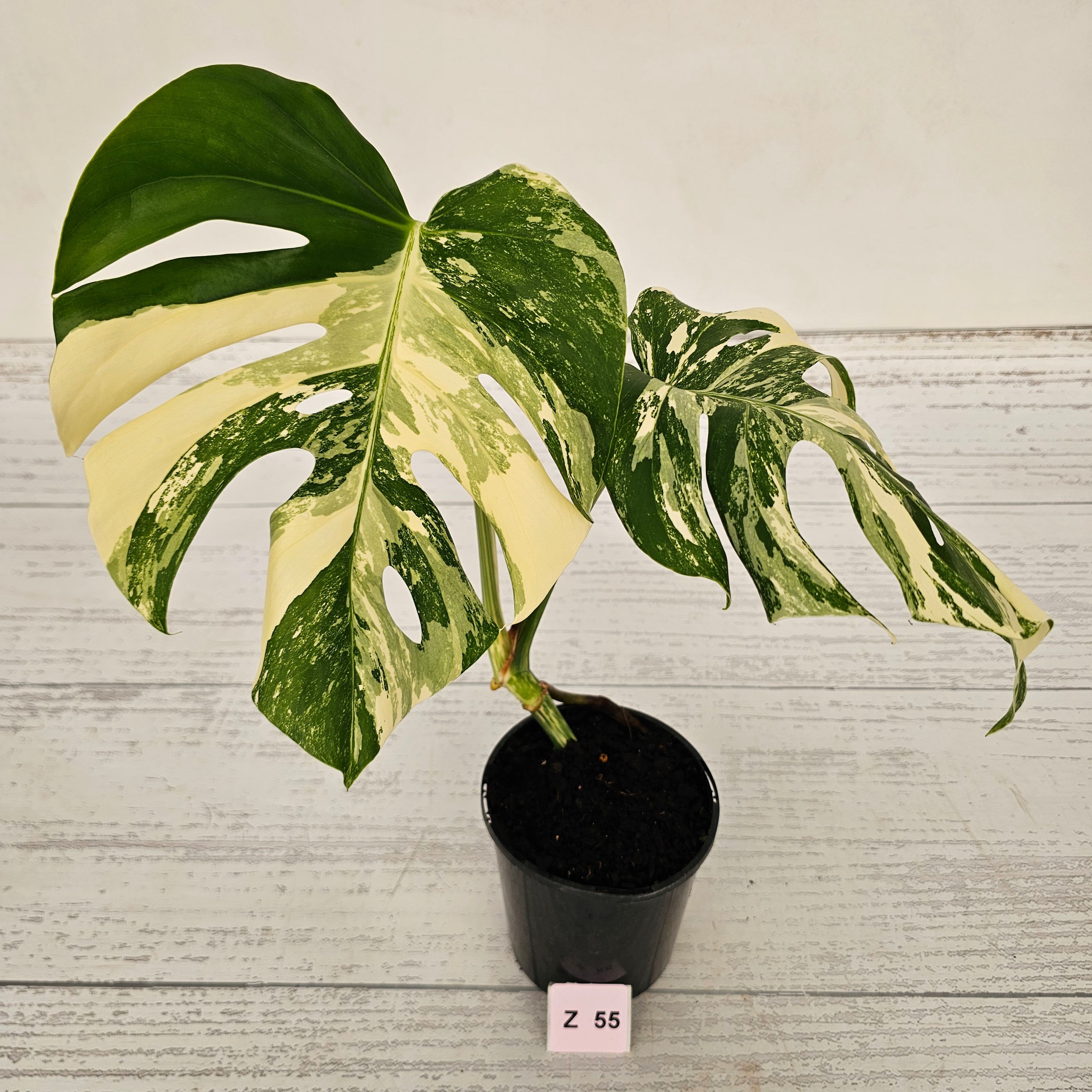 Monstera borsigiana &#39;Albo&#39;