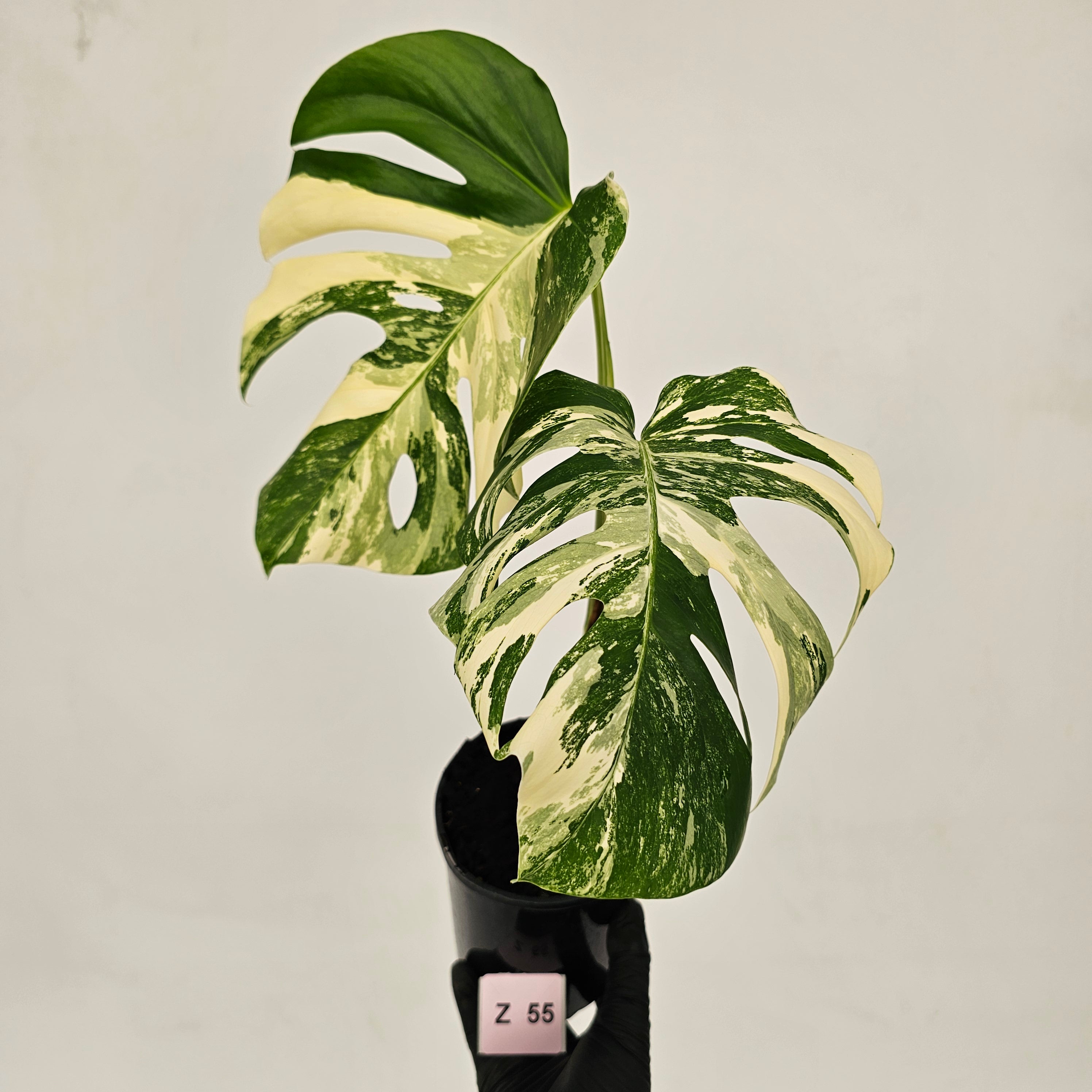 Monstera borsigiana &#39;Albo&#39;