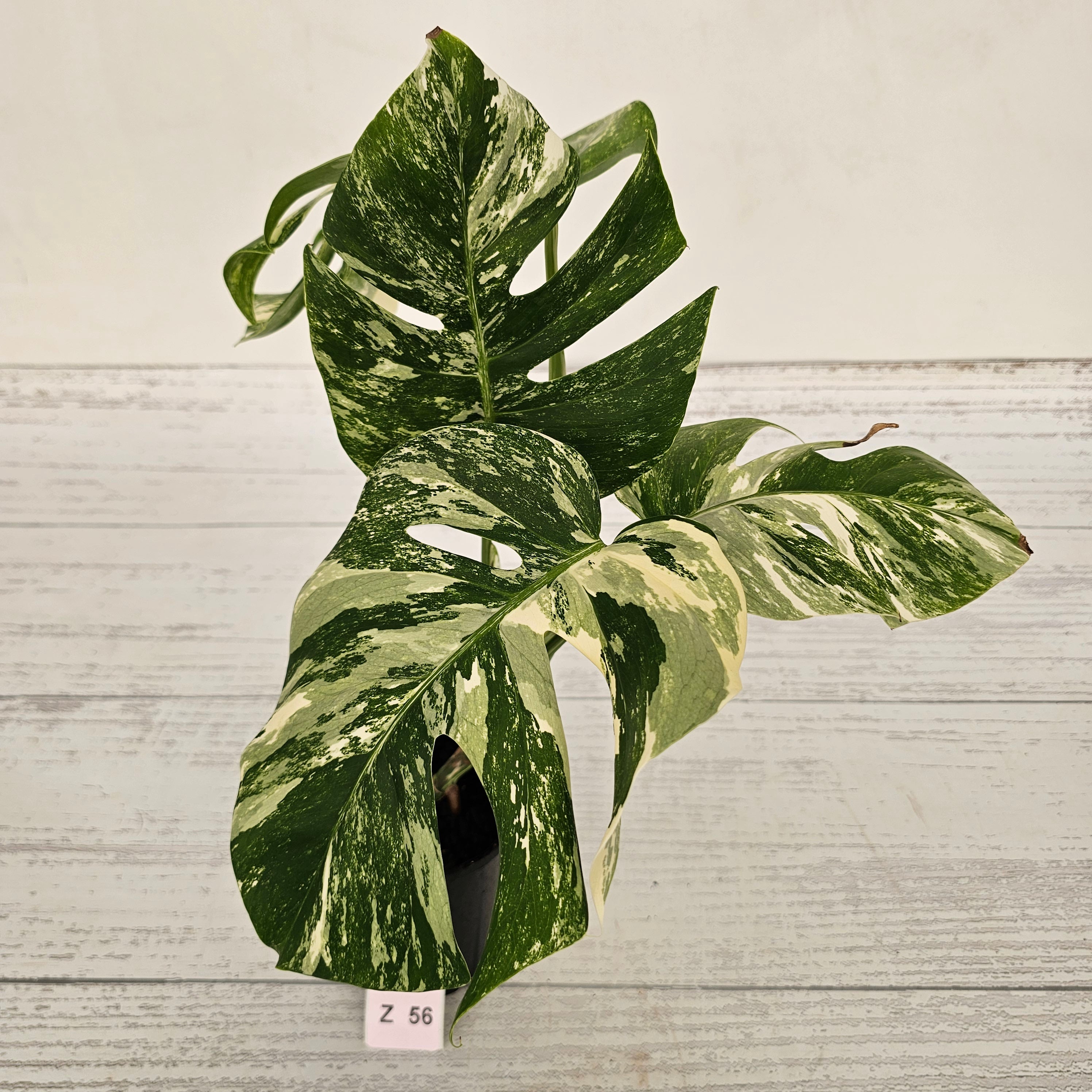 Monstera borsigiana &#39;Albo&#39;