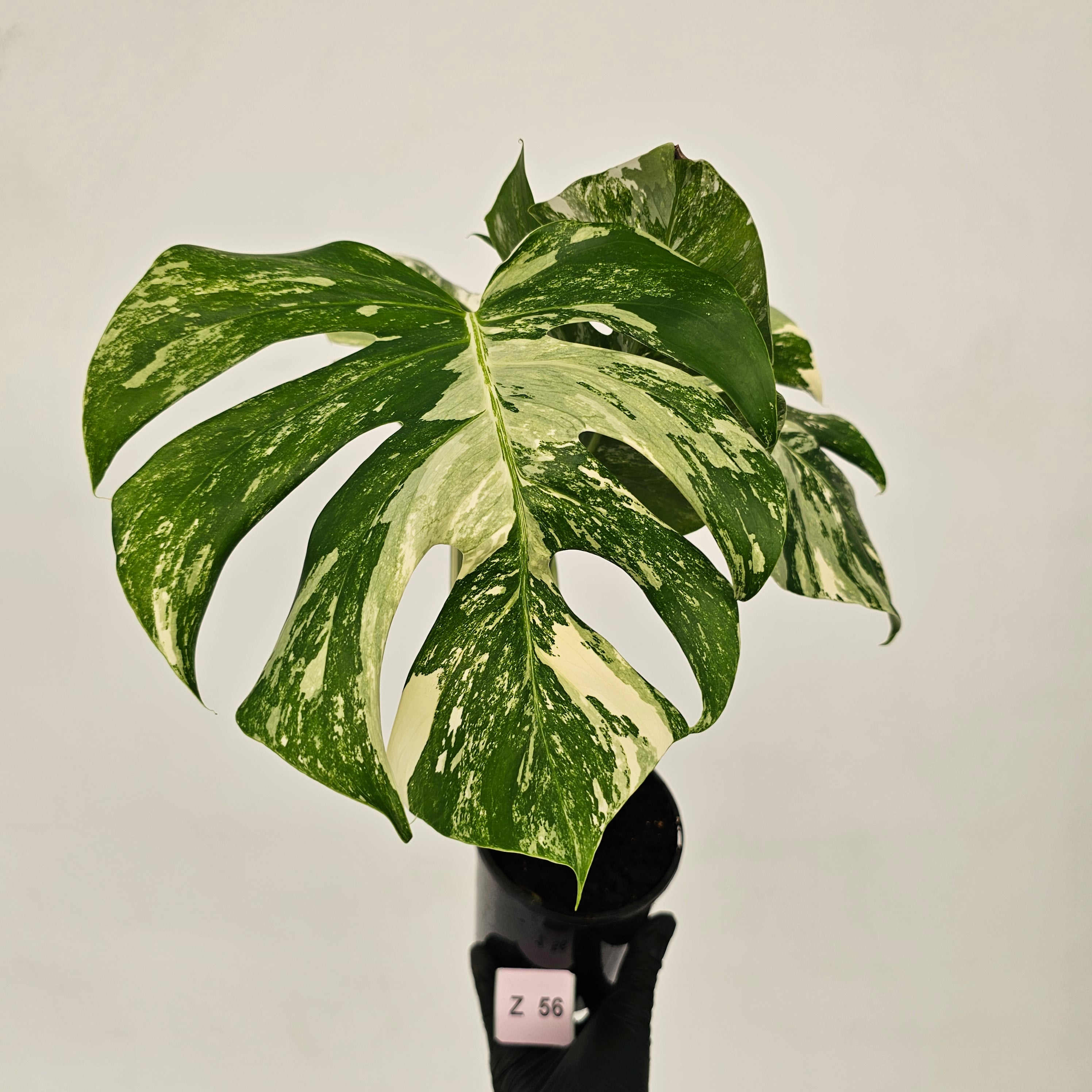 Monstera borsigiana &#39;Albo&#39;