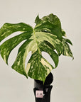 Monstera borsigiana 'Albo'