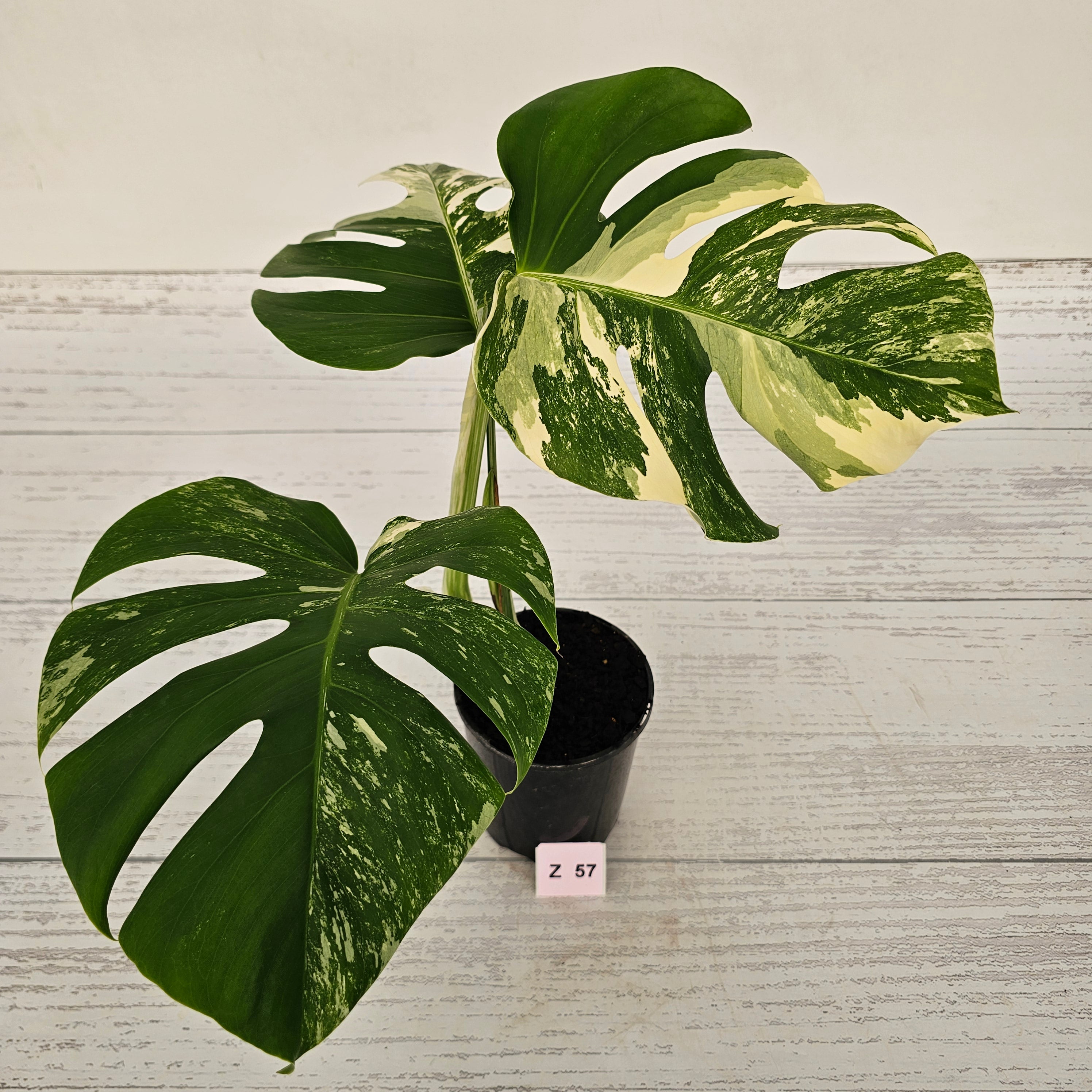 Monstera borsigiana &#39;Albo&#39;