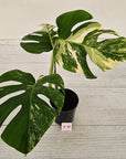 Monstera borsigiana 'Albo'