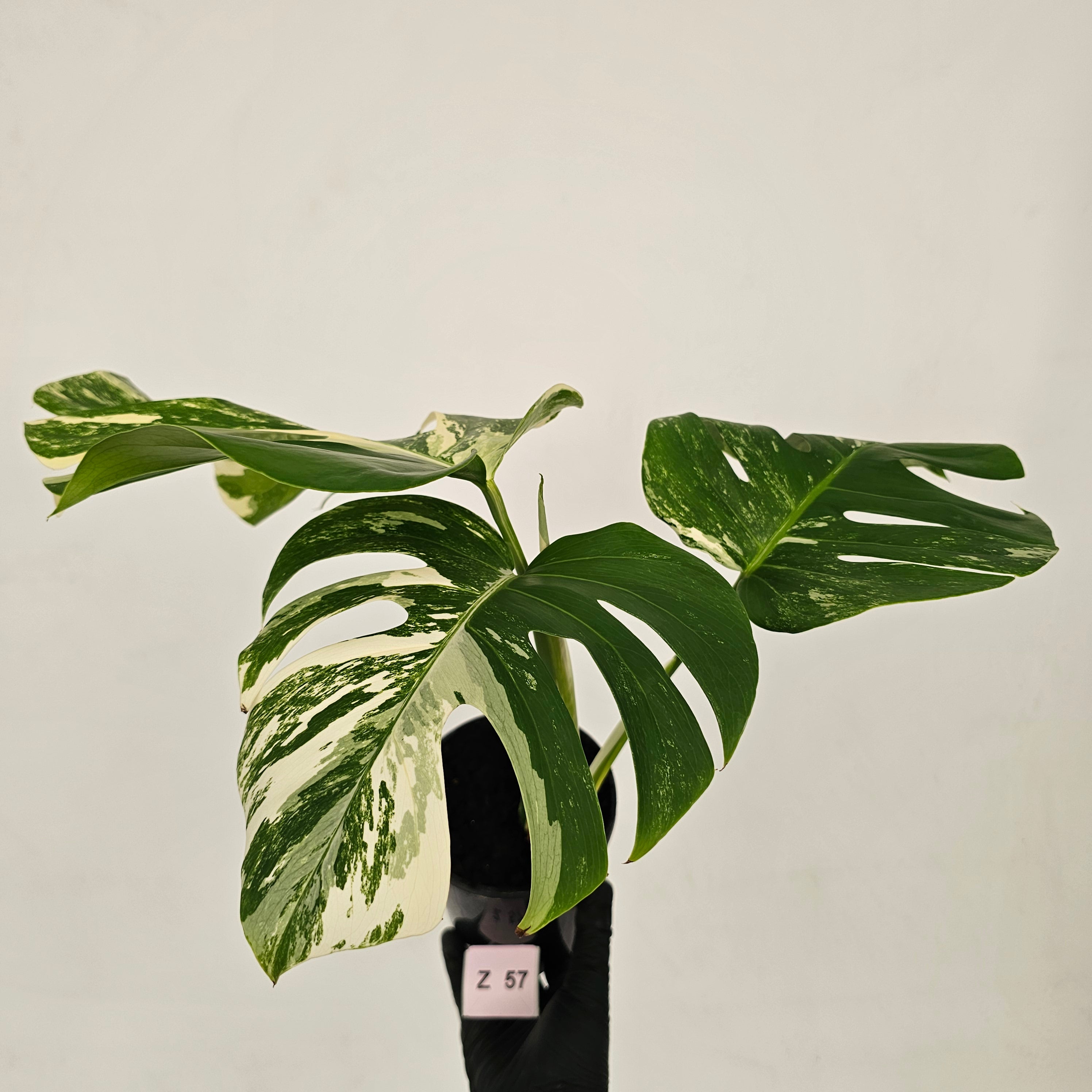 Monstera borsigiana &#39;Albo&#39;