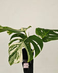 Monstera borsigiana 'Albo'