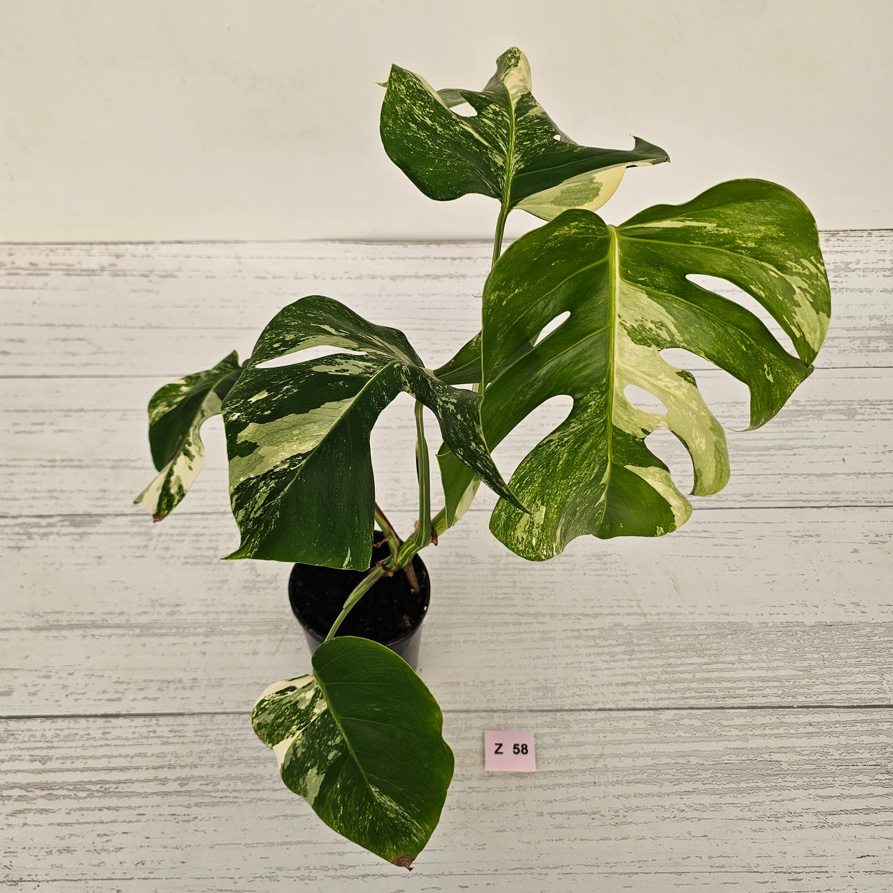 Monstera borsigiana &#39;Albo&#39;