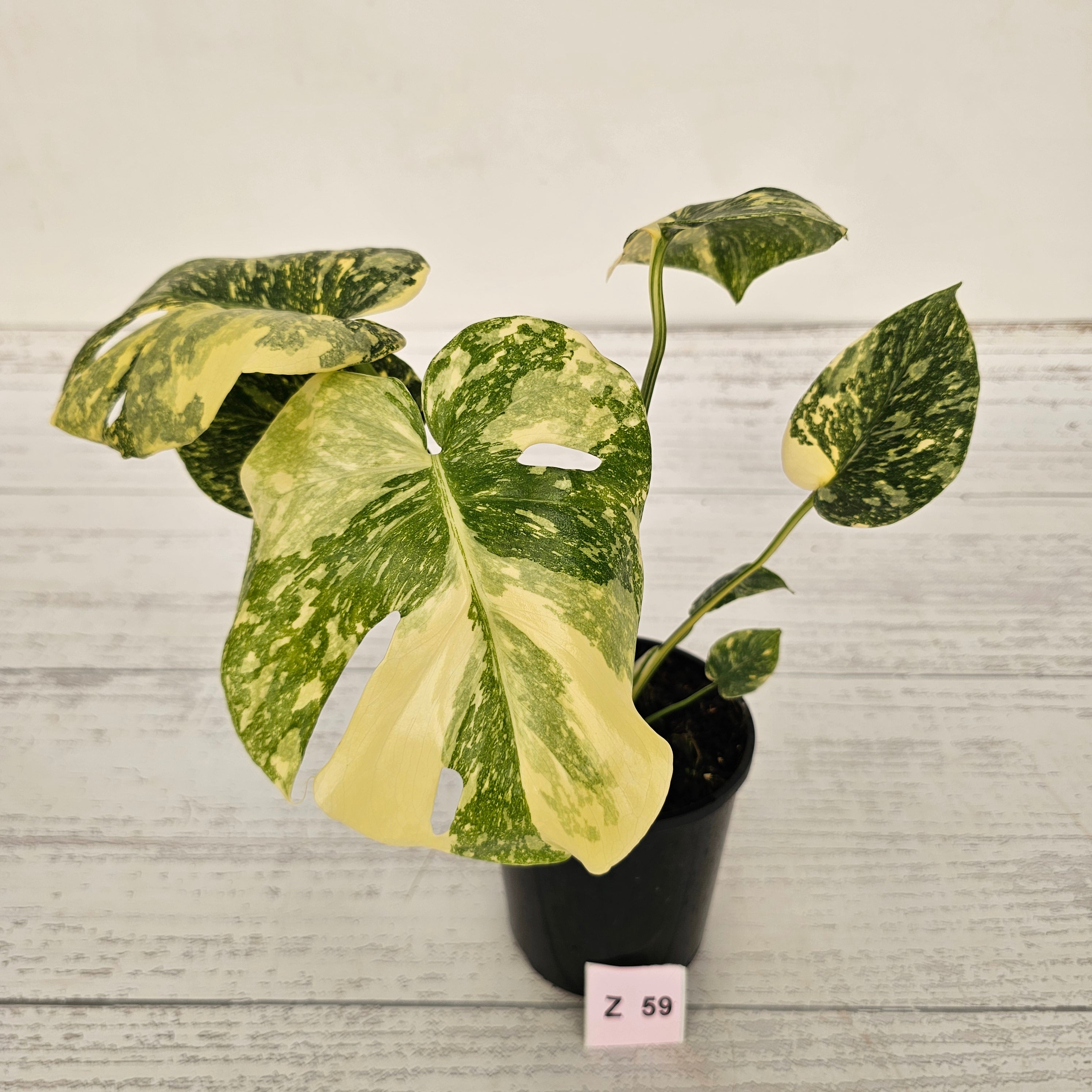 Monstera deliciosa Thai Constellation