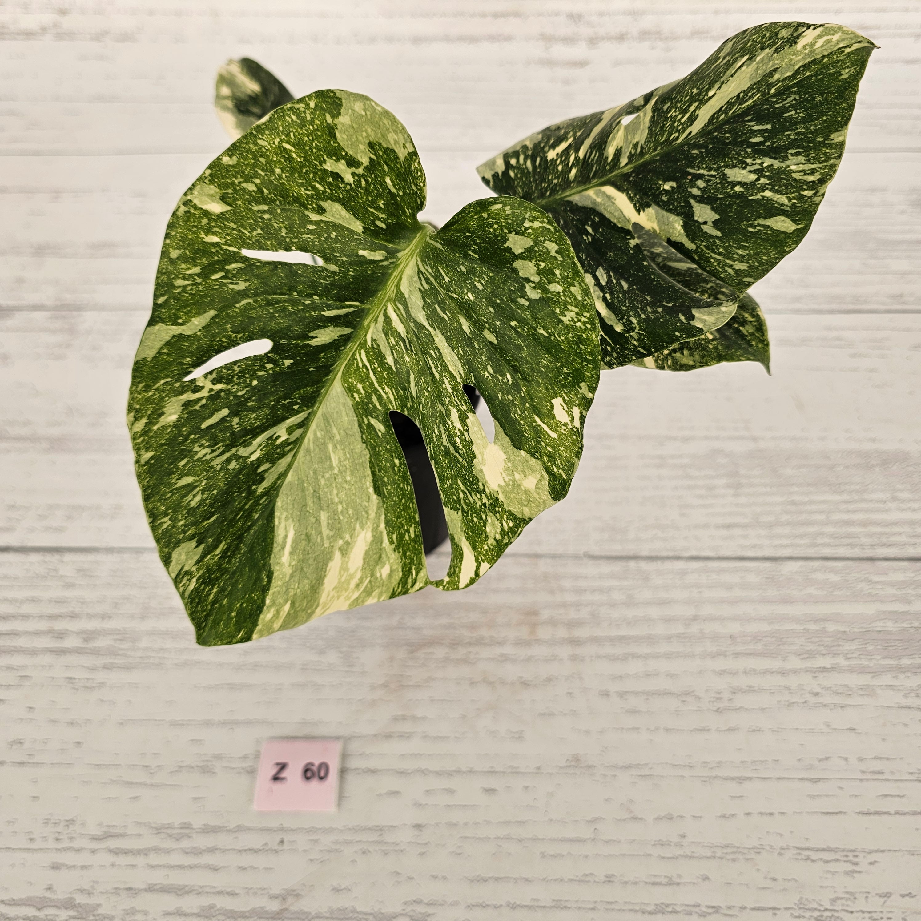 Monstera deliciosa Thai Constellation