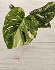 Monstera deliciosa Thai Constellation