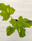 Philodendron warscewiczii Gold Variegata