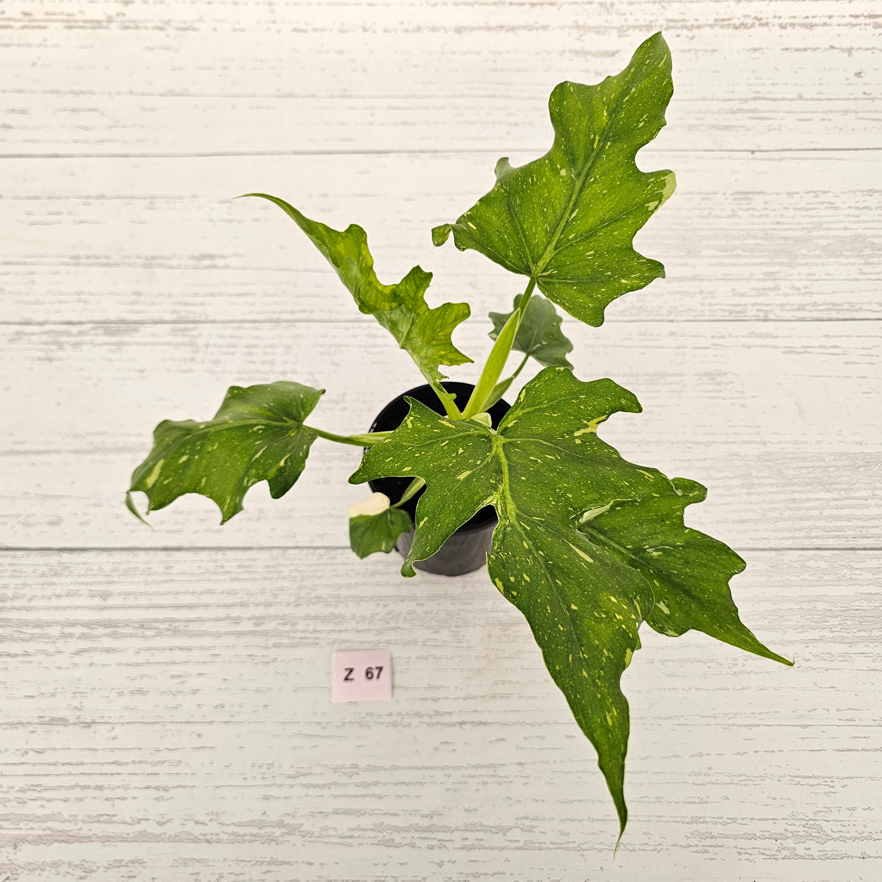 Philodendron warscewiczii Gold Variegata